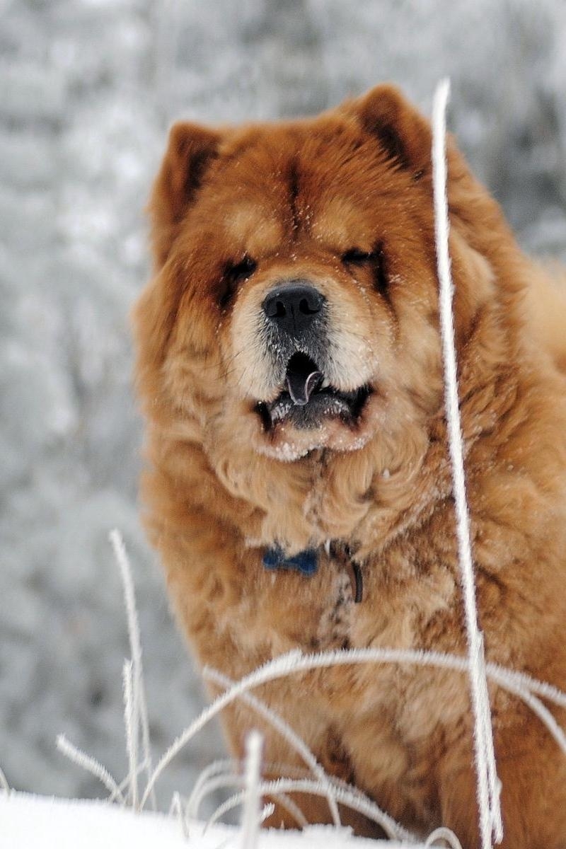 800x1200 Download Wallpaper  Chow Chow, Dog, Face, Fat Iphone 4s 4, Phone