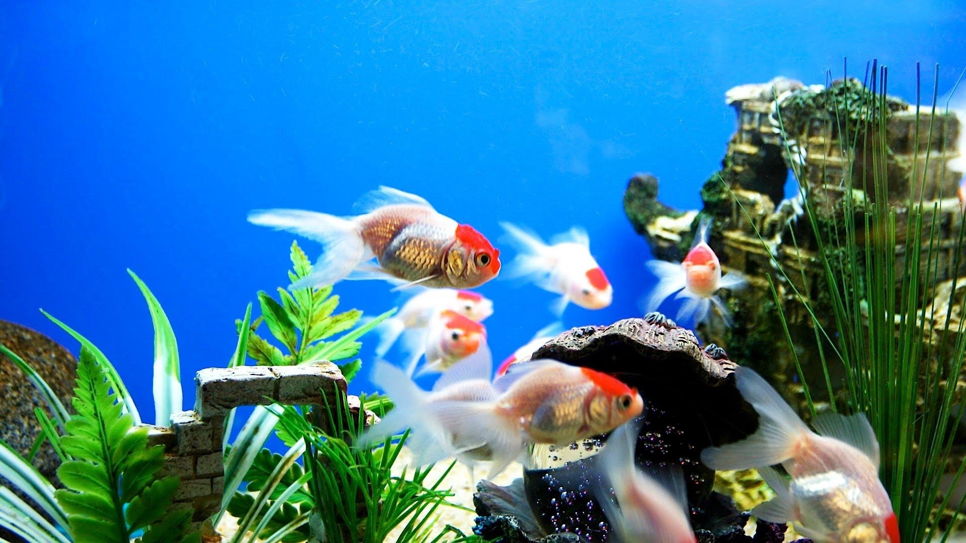 1920x1080 Aquarium HD Wallpaper, Desktop