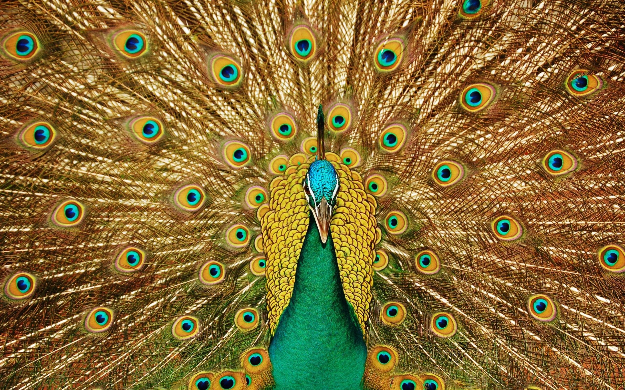 2560x1600 Peacock Wallpaper, Desktop