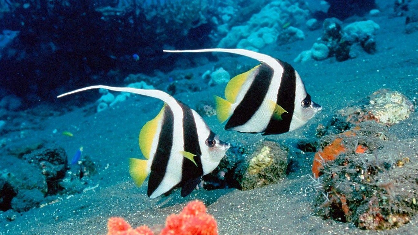 1370x770 Marine Biology Wallpaper, Desktop