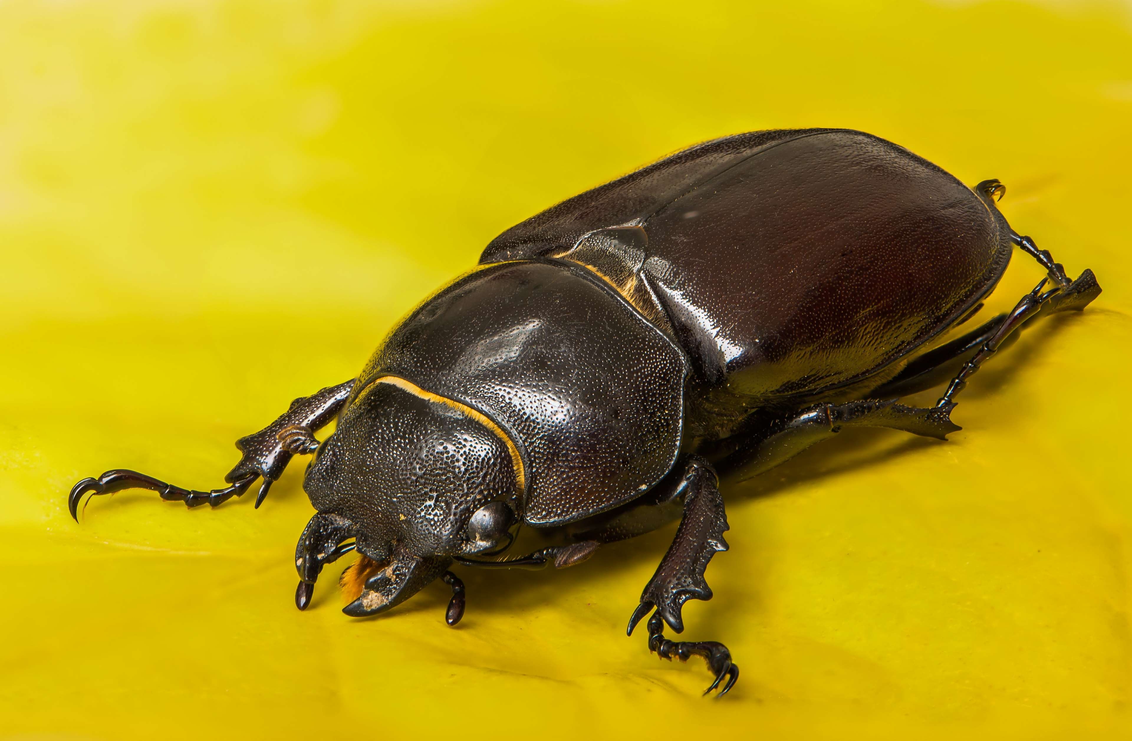 3840x2520 beetle, female, insect, lucane kite, macro, nocturnal insect, Desktop