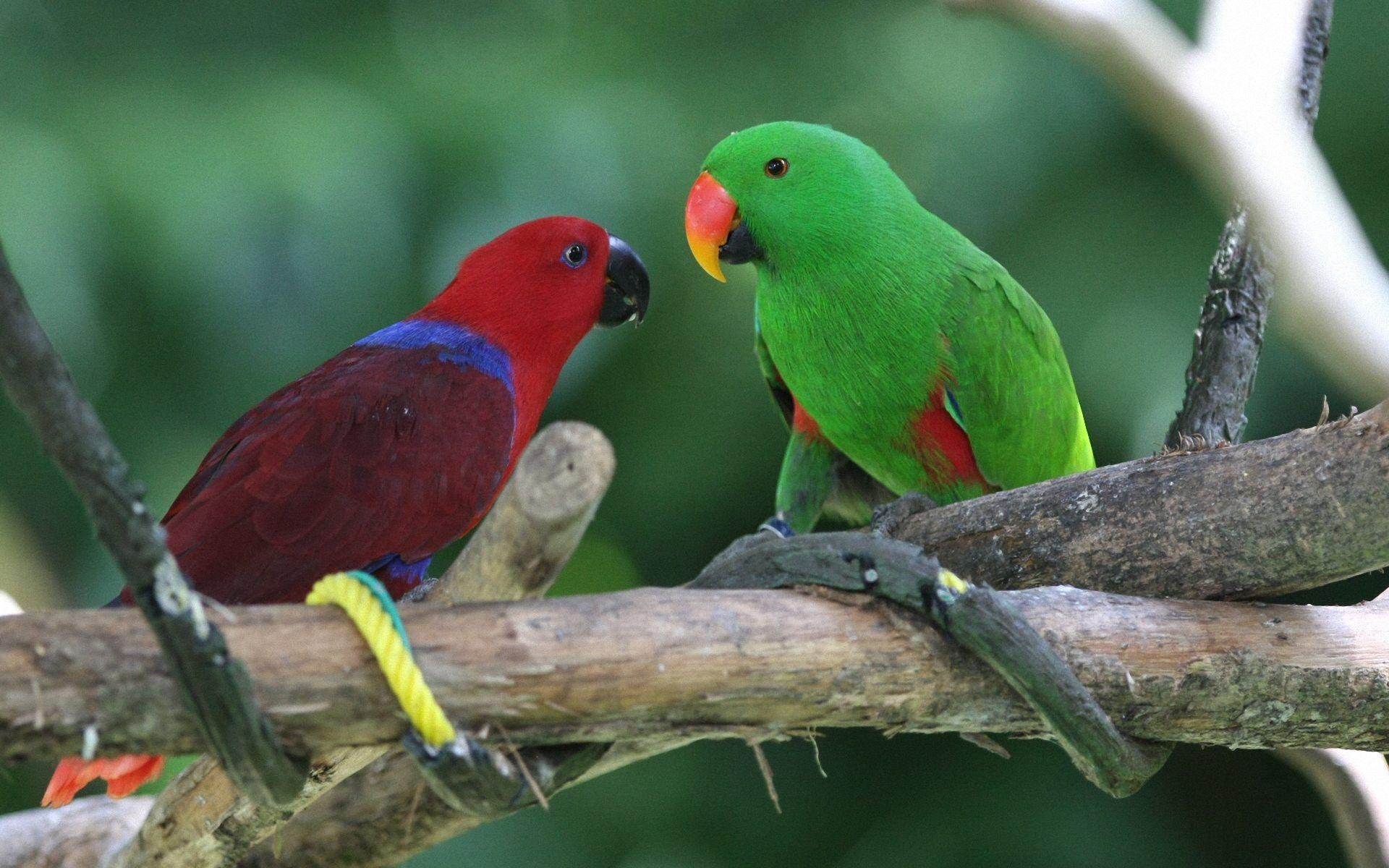 1920x1200 Green Parrot Wallpaper. Beautiful image HD Picture & Desktop, Desktop