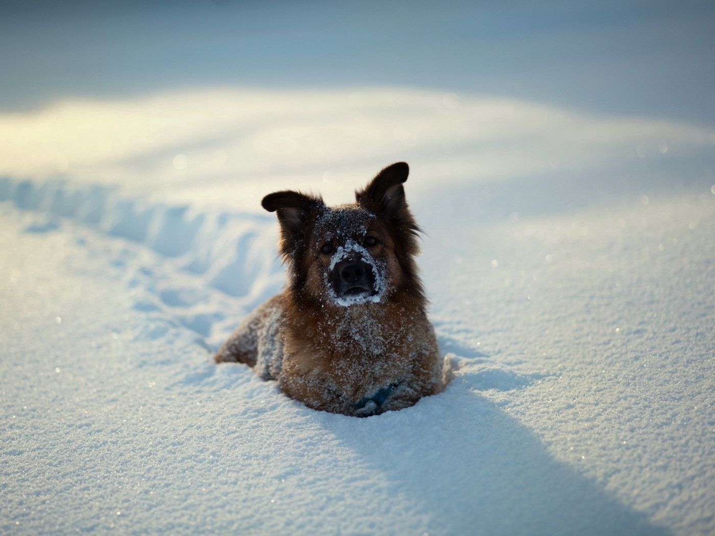 1400x1050 Download wallpaper  dogs, winter, snow, playful standard 4:3 HD background, Desktop