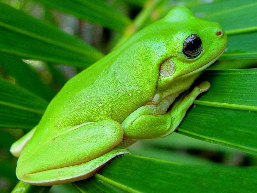 1030x770 Green frog Wallpaper. High Quality Wallpaper, Desktop