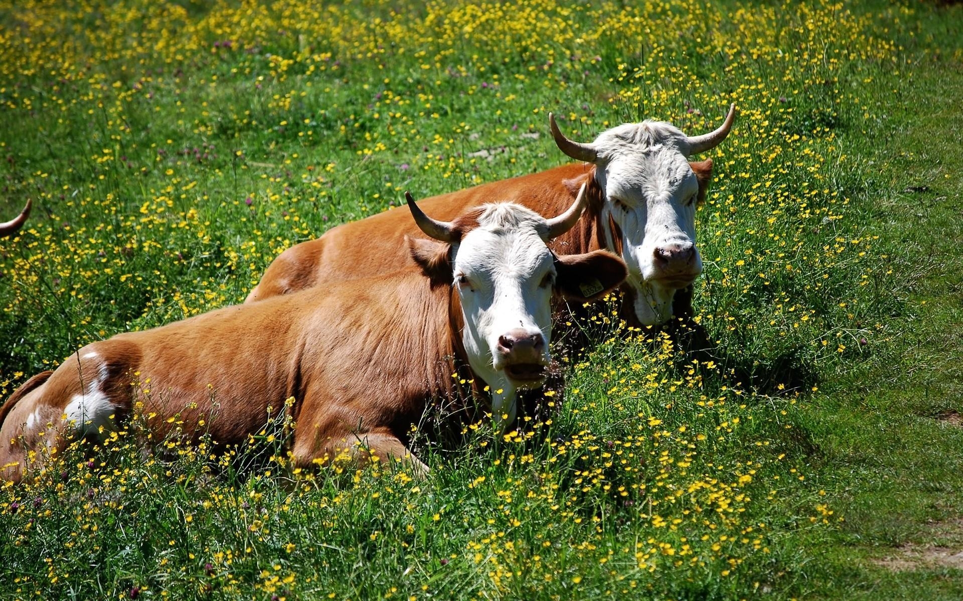 1920x1200 Cows Wallpaper, Picture, Image, Desktop