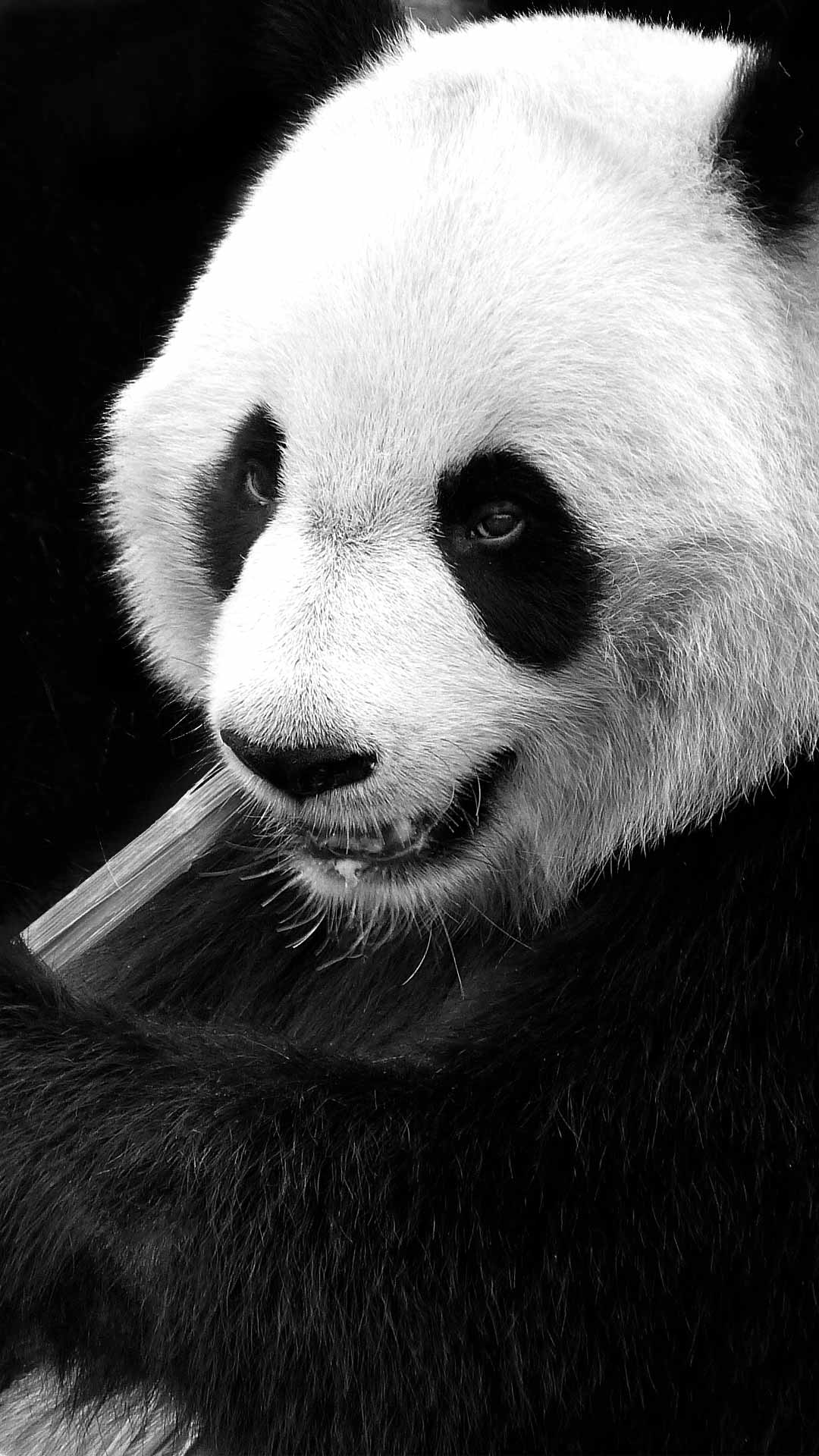 1080x1920 Dark Panda Wallpaper Wallpaper HD, Phone