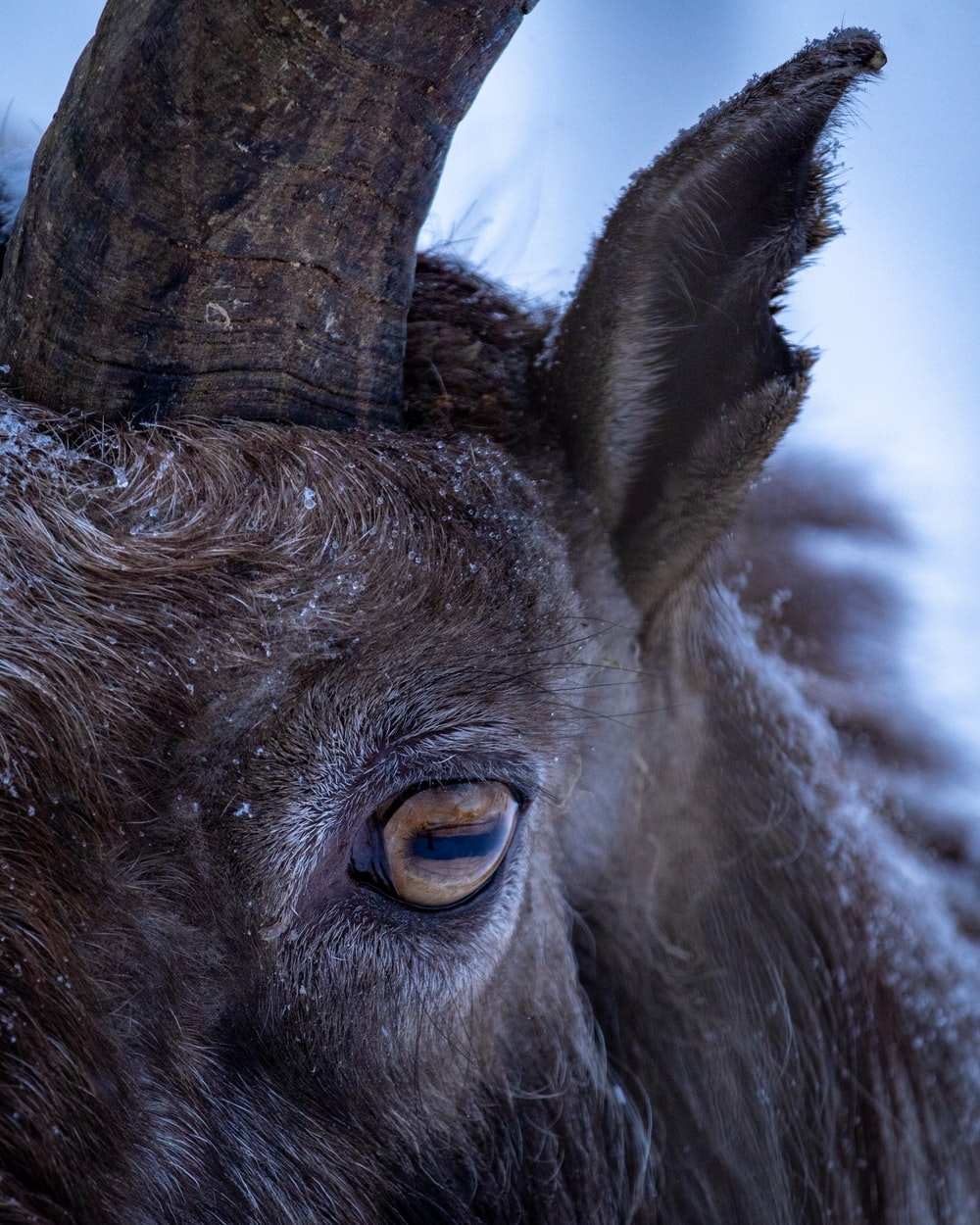 1000x1250 Markhor Picture. Download Free Image, Phone