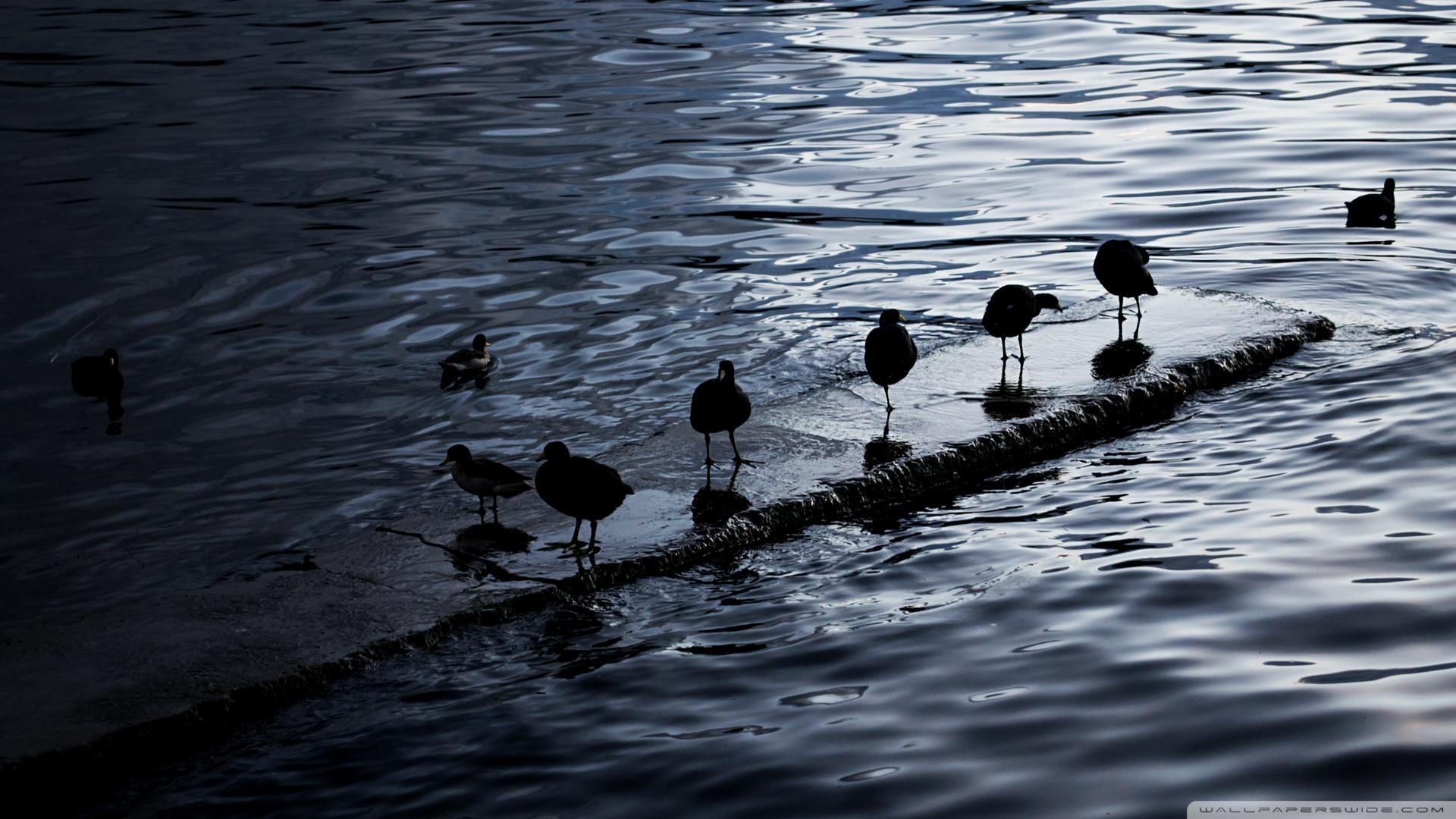 1920x1080 Birds. Lake Titicaca, Bolivia HD ❤ 4K HD Desktop Wallpaper for 4K, Desktop