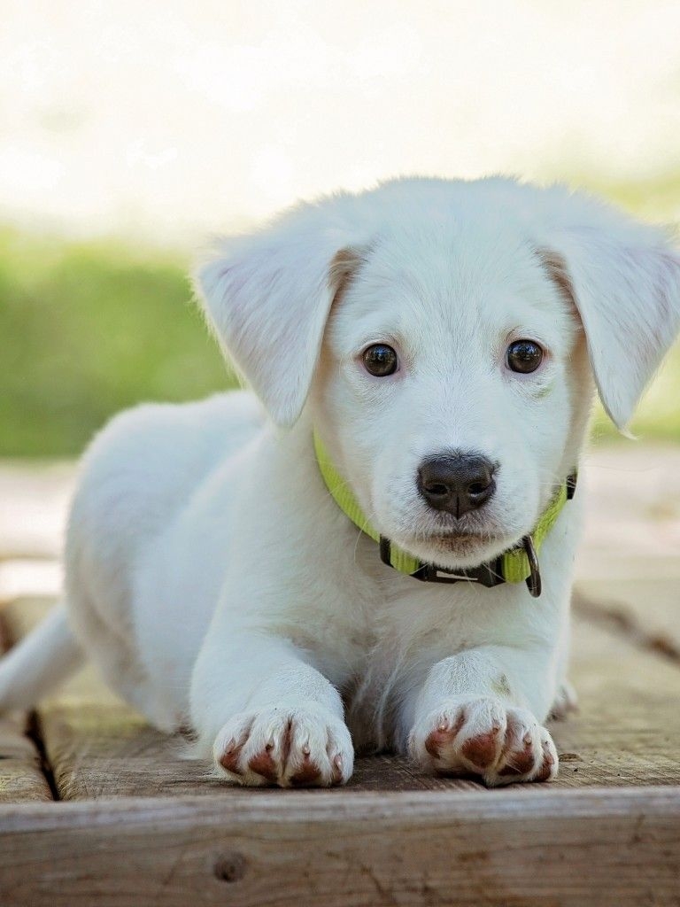 770x1030 Download  White Puppy, Lying Down, Dogs, Cute Wallpaper for Apple iPad Apple iPad Mini, Phone