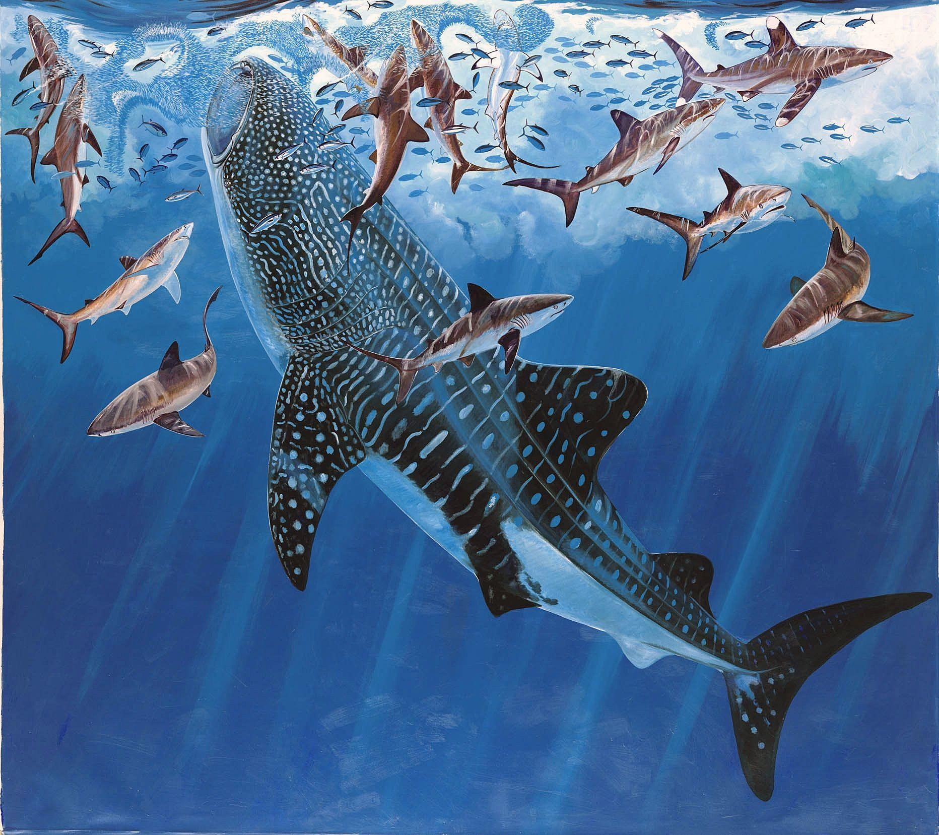 1870x1660 Whale Shark Painting, Desktop