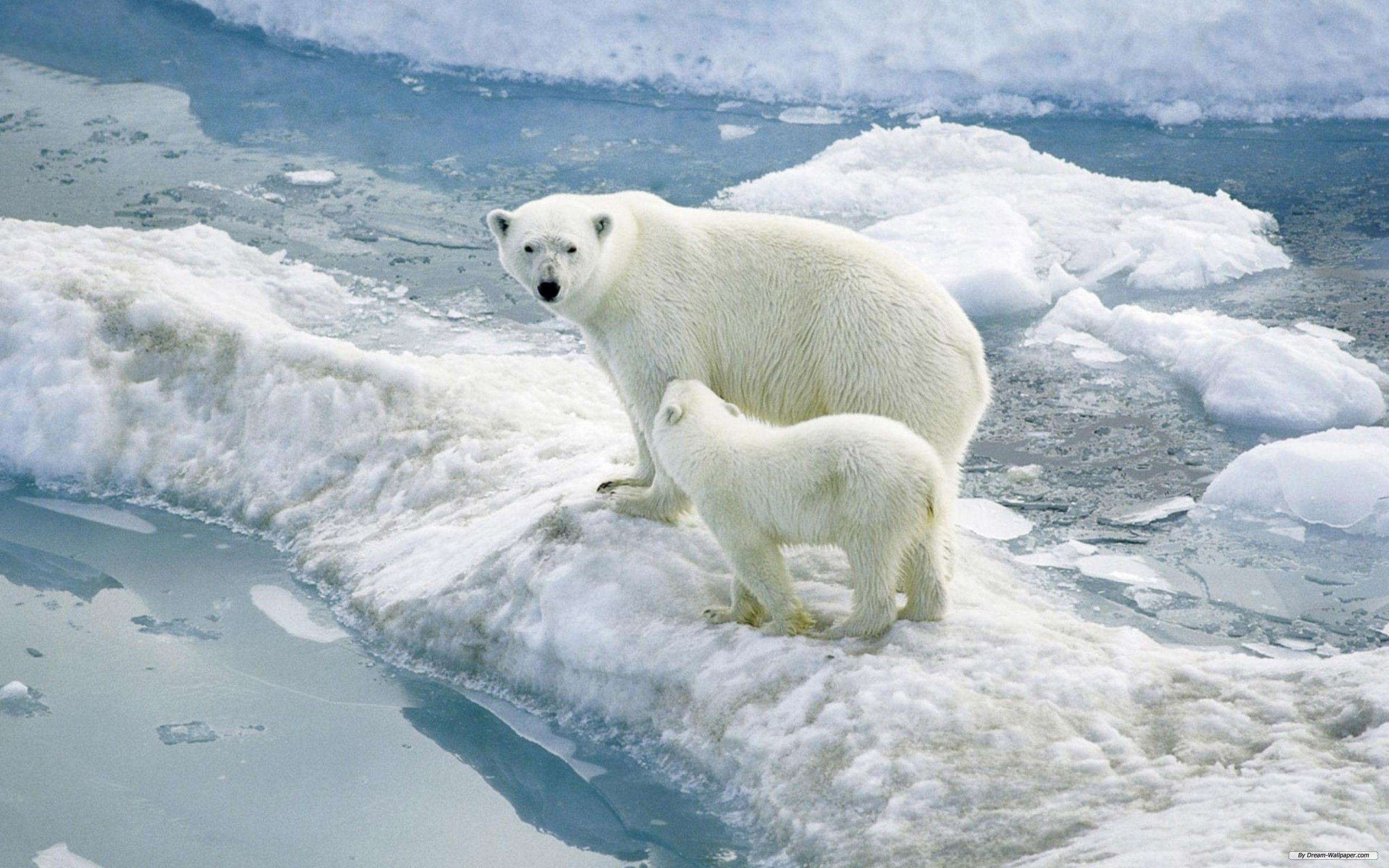 2560x1600 Polar Bear Computer Wallpaper, Desktop Background  Id, Desktop