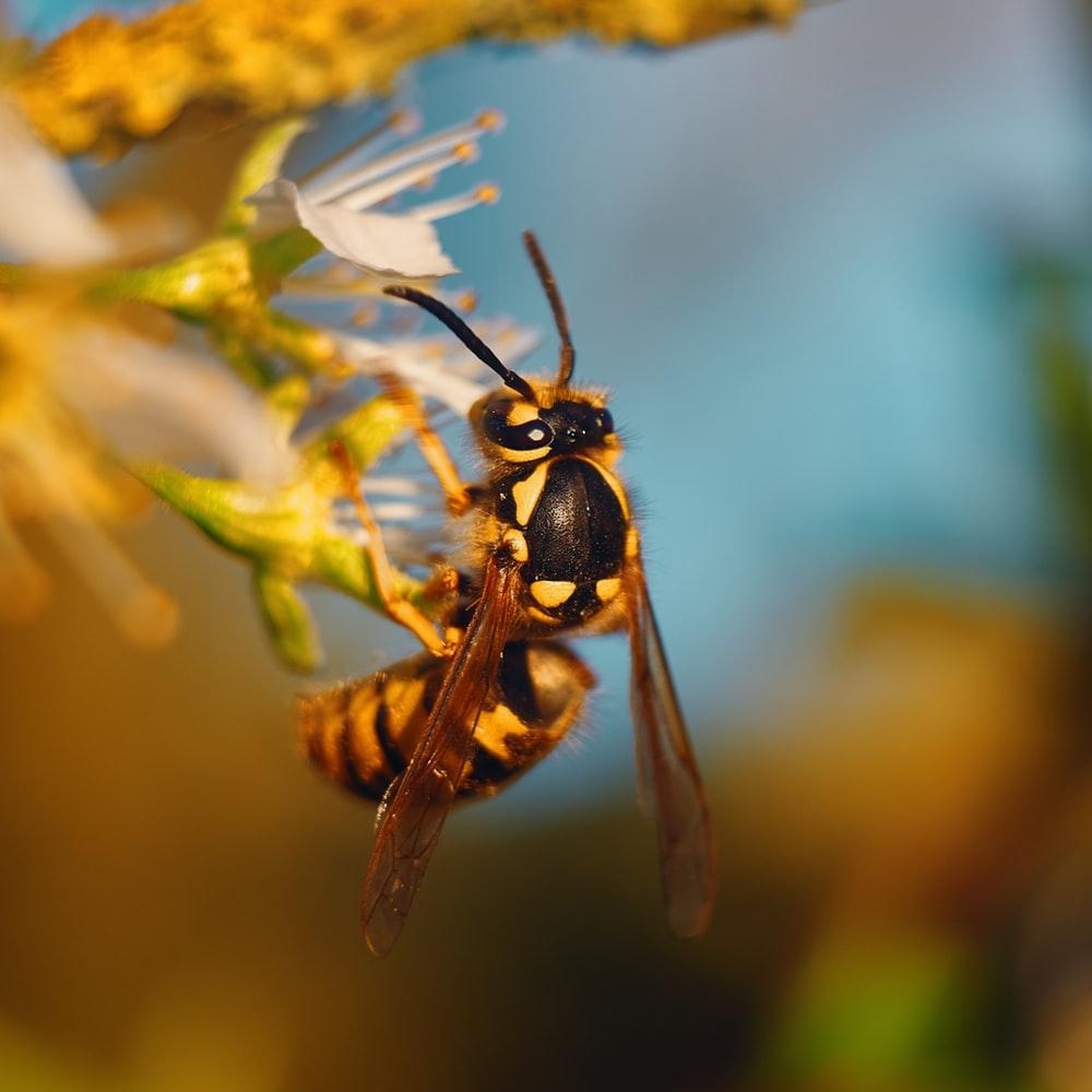 1000x1000 Wasp Picture. Download Free Image, Phone