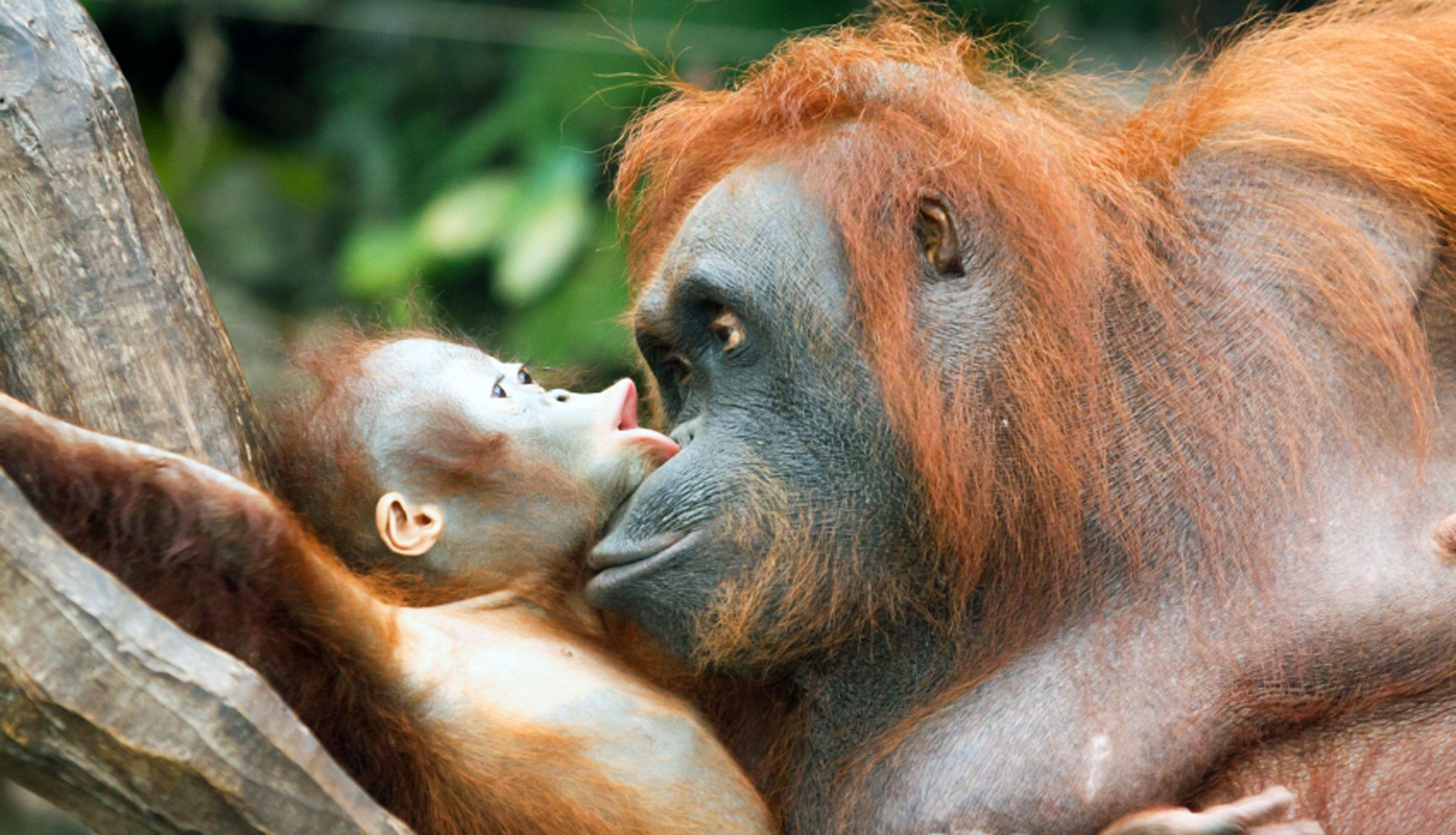 2400x1380 Baby Orangutan HD Picture HD Desktop Wallpaper, Instagram photo, Desktop