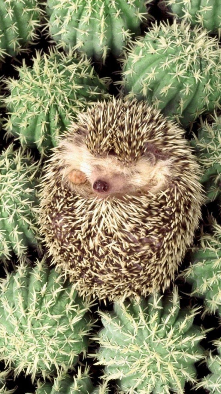 740x1310 best Hedgehogs image. Baby animals, Cutest, Phone