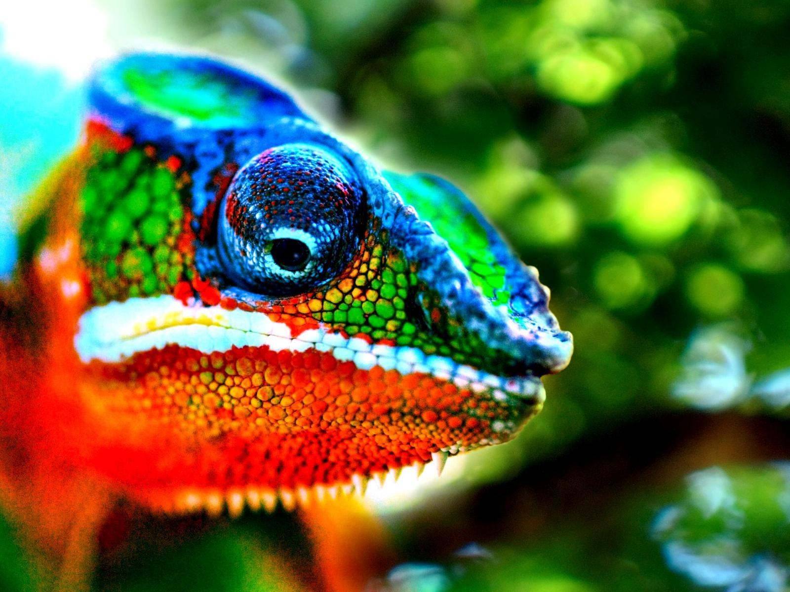 1600x1200 Chameleon Wallpaper 5 X 1920, Desktop