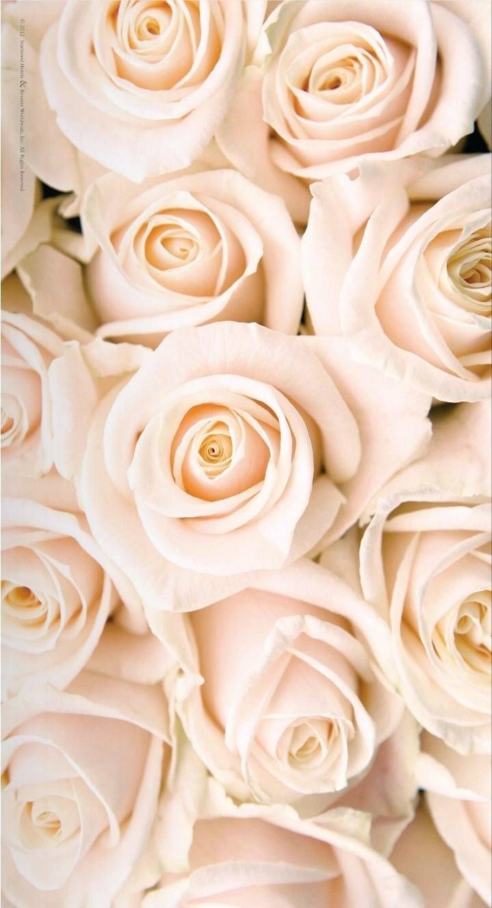 720x1330 Beautiful. White roses wallpaper, Rose gold wallpaper, Flower wallpaper, Phone