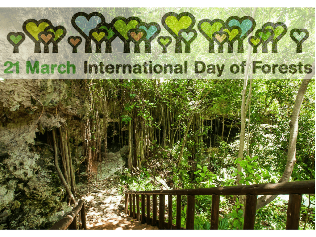 1030x770 MARCH: INTERNATIONAL DAY OF FORESTS. Cap Cana Blog, Desktop