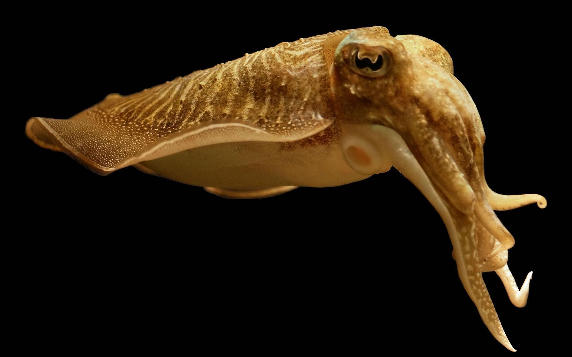 1920x1200 Cuttlefish Live Wallpaper for Android, Desktop