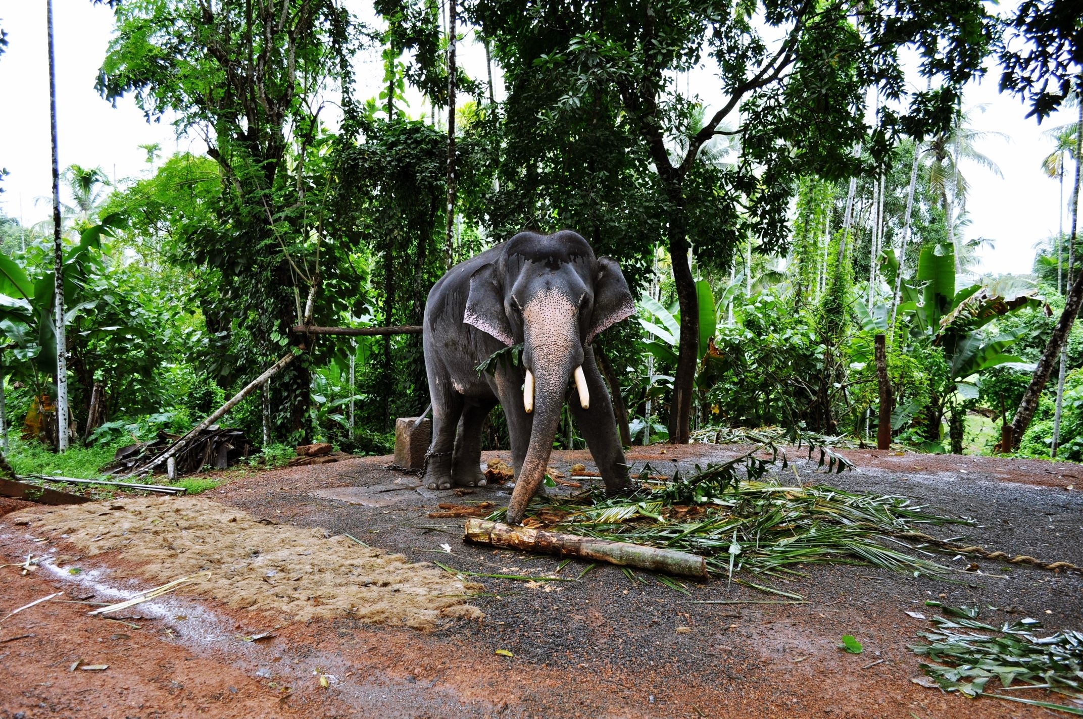 2150x1430 Kerala Elephant Wallpaper, Desktop