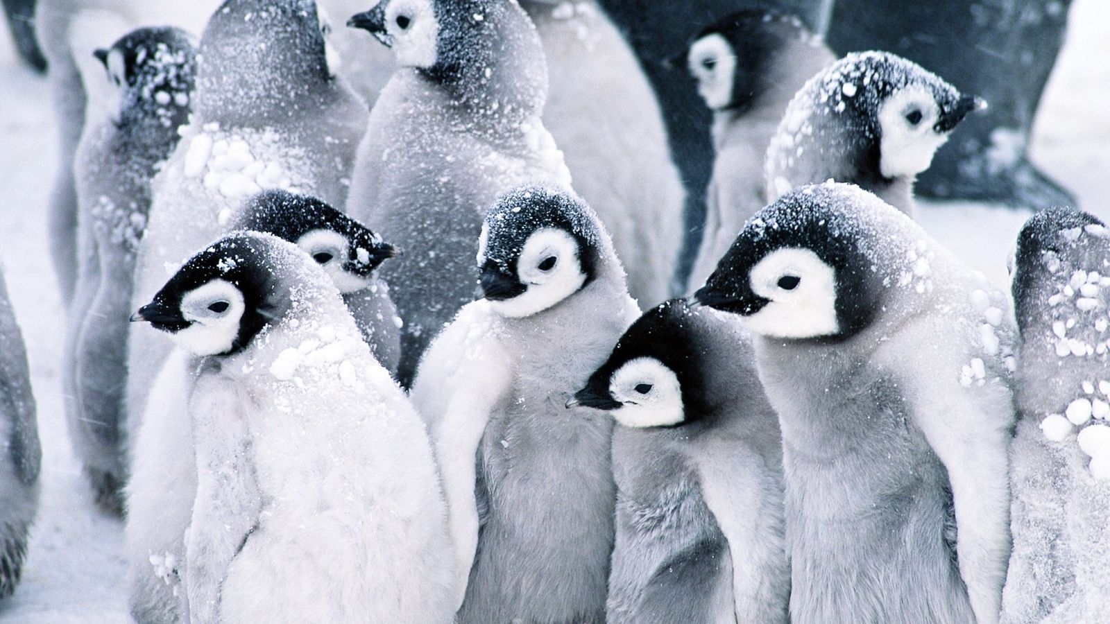 1600x900 Cute Baby Penguins HD Wallpaper, Desktop