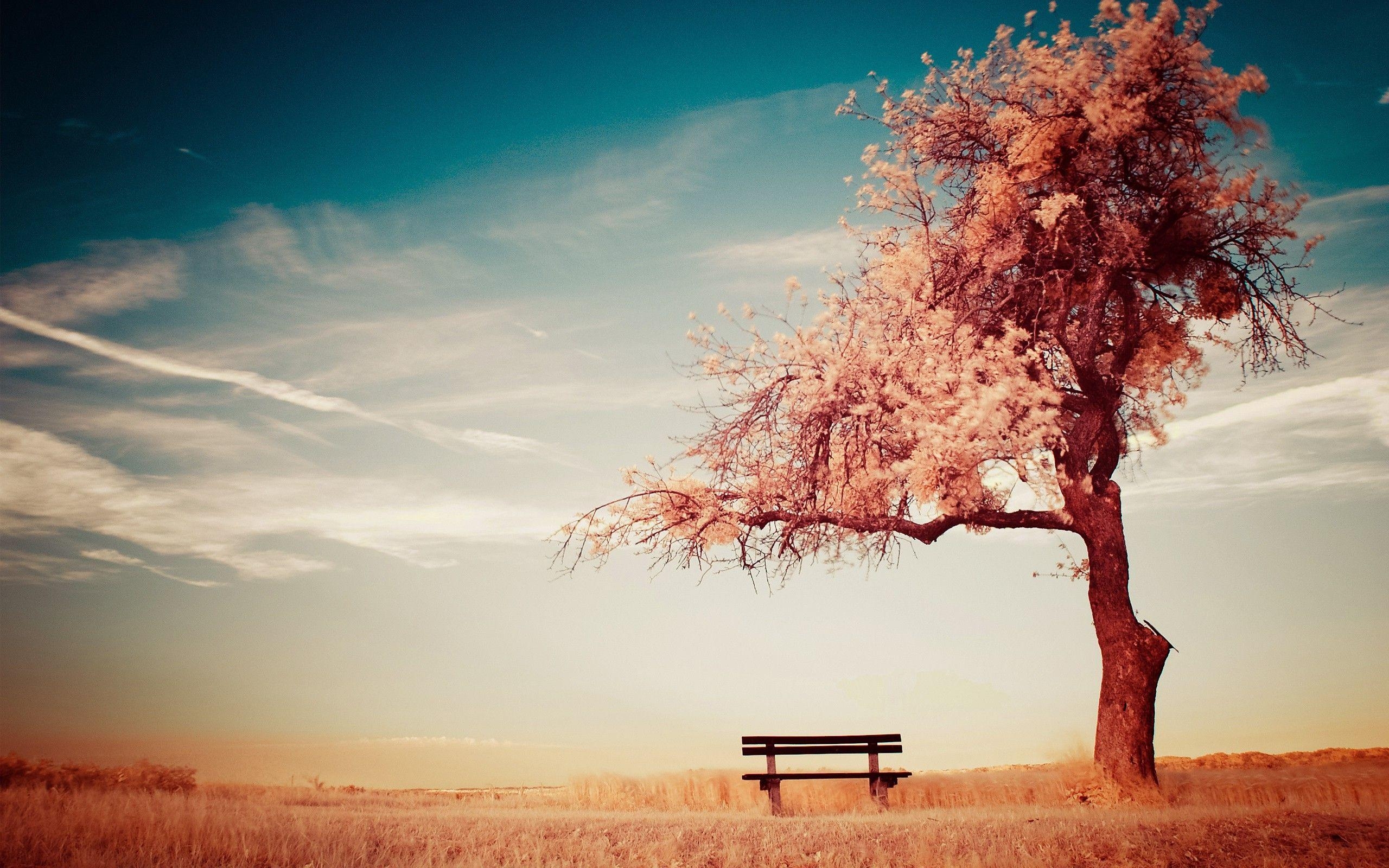 2560x1600 Alone Tree Bench HD Wallpaper HD Wallpaper, Desktop