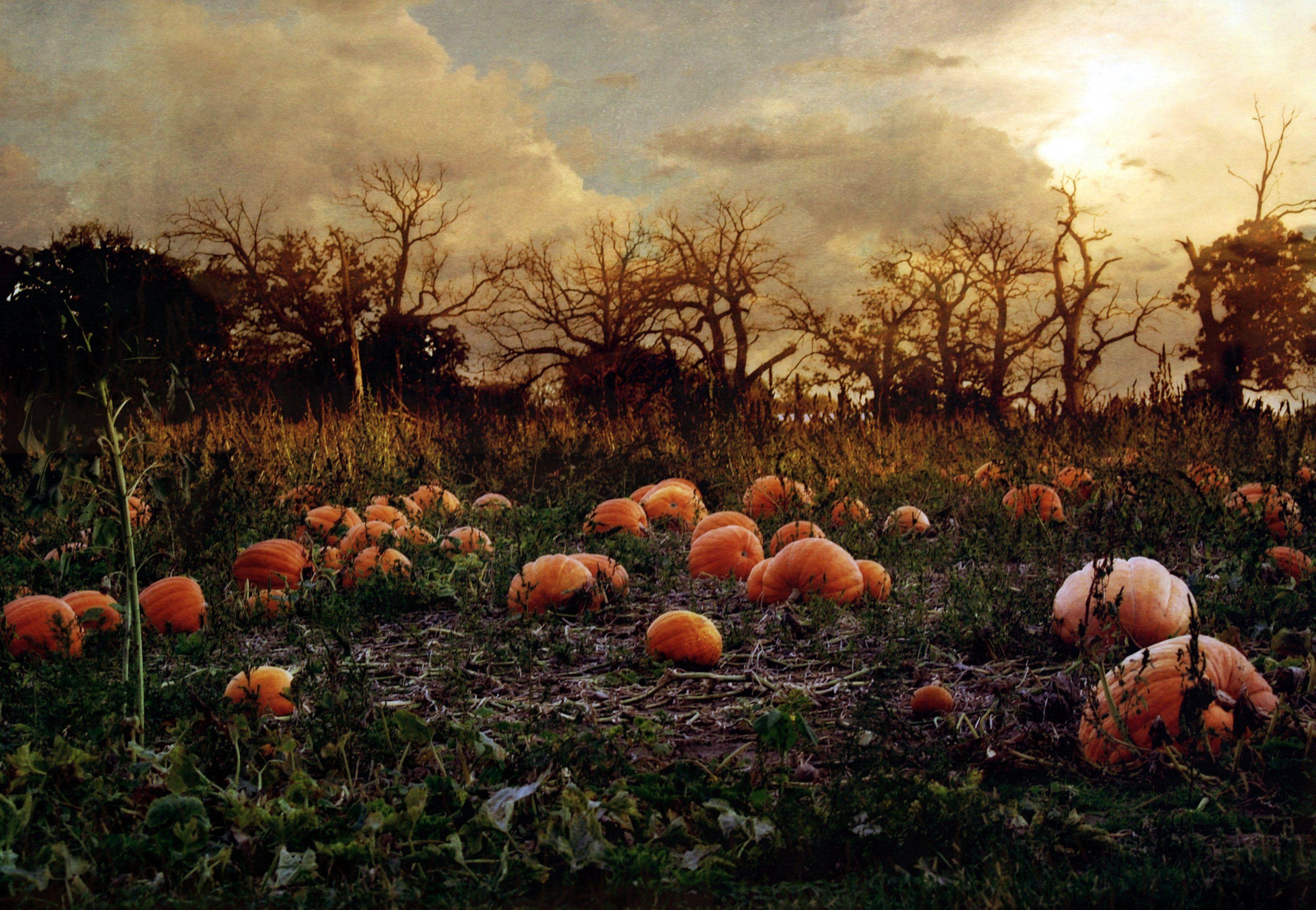 3270x2260 Pumpkin patch halloween autumn wallpaperx2257. Pumpkin patch picture, Pumpkin field, Halloween attractions, Desktop