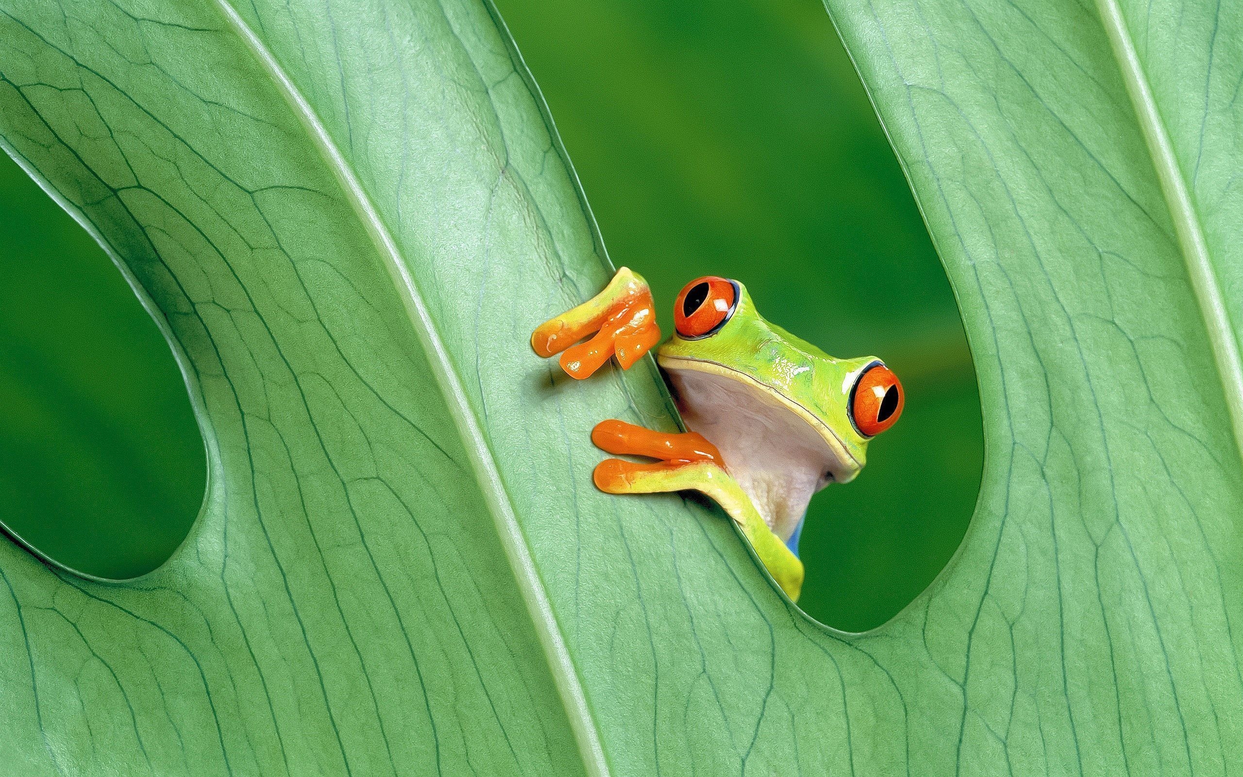 2560x1600 Green Frog Wallpaper Free Green Frog Background, Desktop