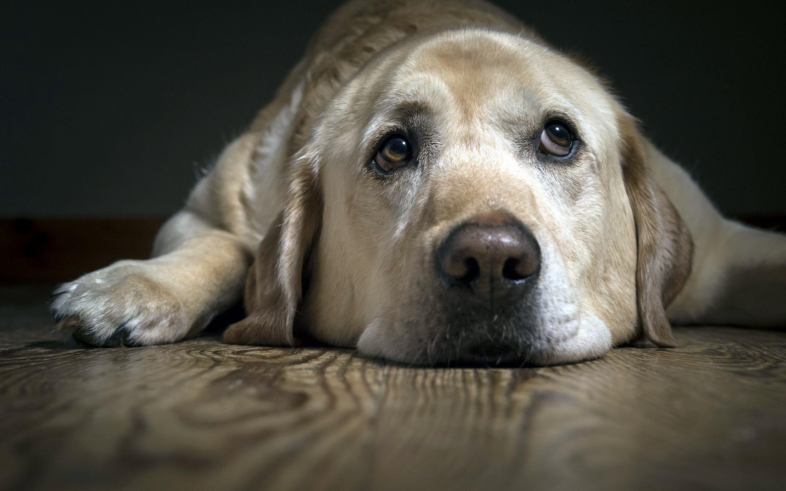 2560x1600 Labrador Dog Face HD Wallpaper Download For Desktop & PC, Desktop