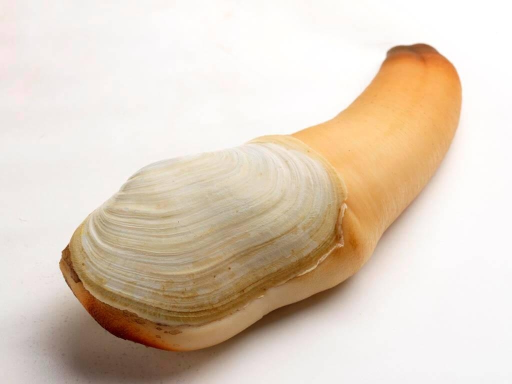 1030x770 Buy Geoduck Online Live Seafood, Desktop