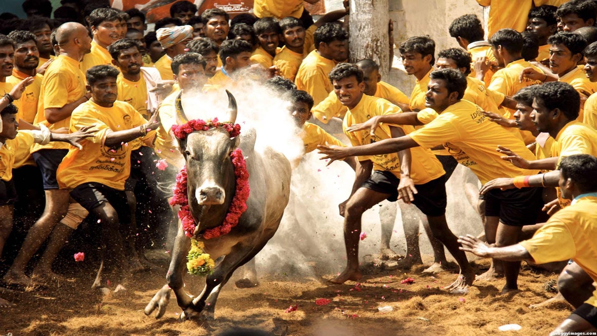 1920x1080 Jallikattu Wallpaper 3 X 1080, Desktop