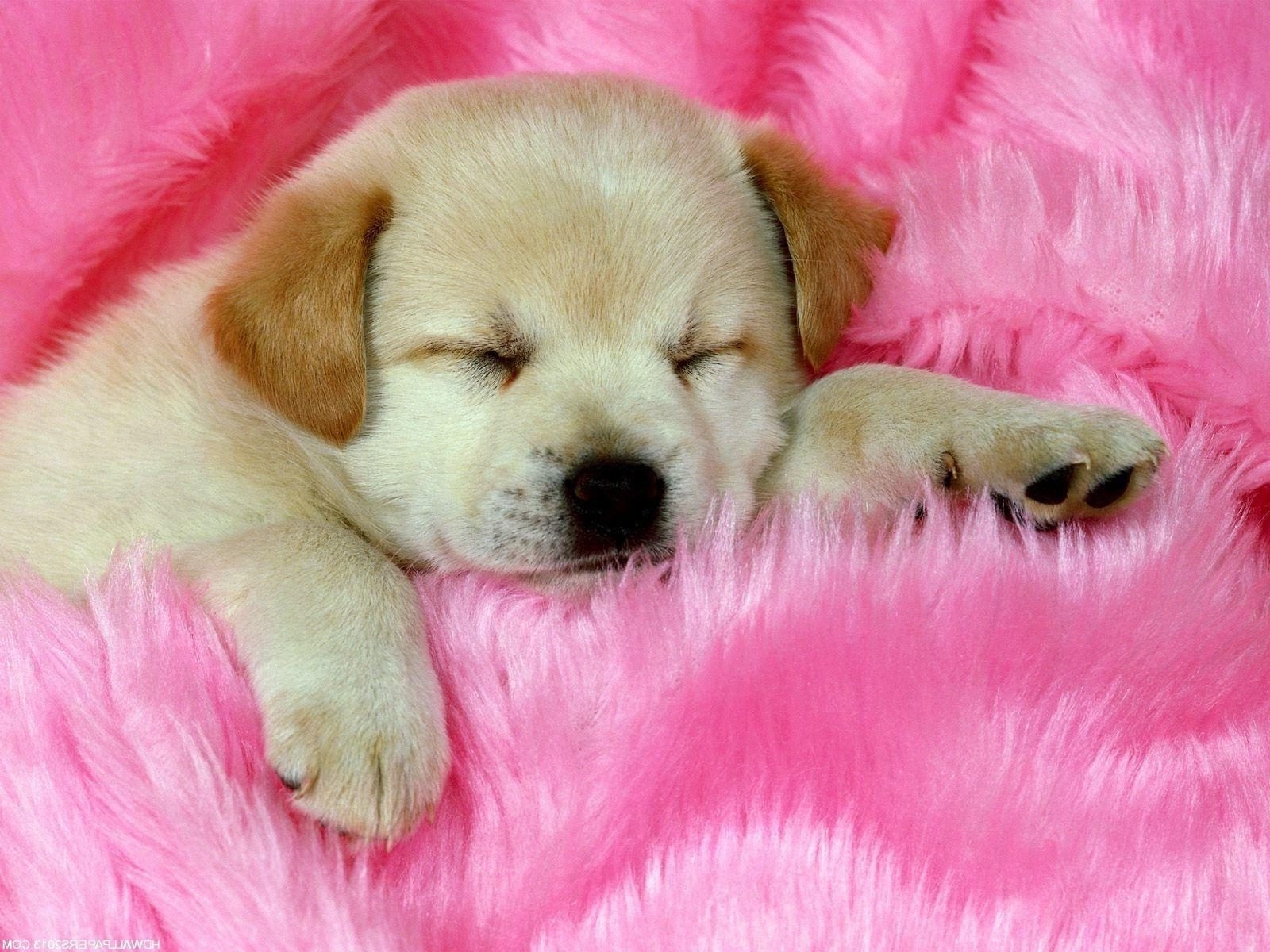 1600x1200 Cute Dog Wallpaper, Desktop