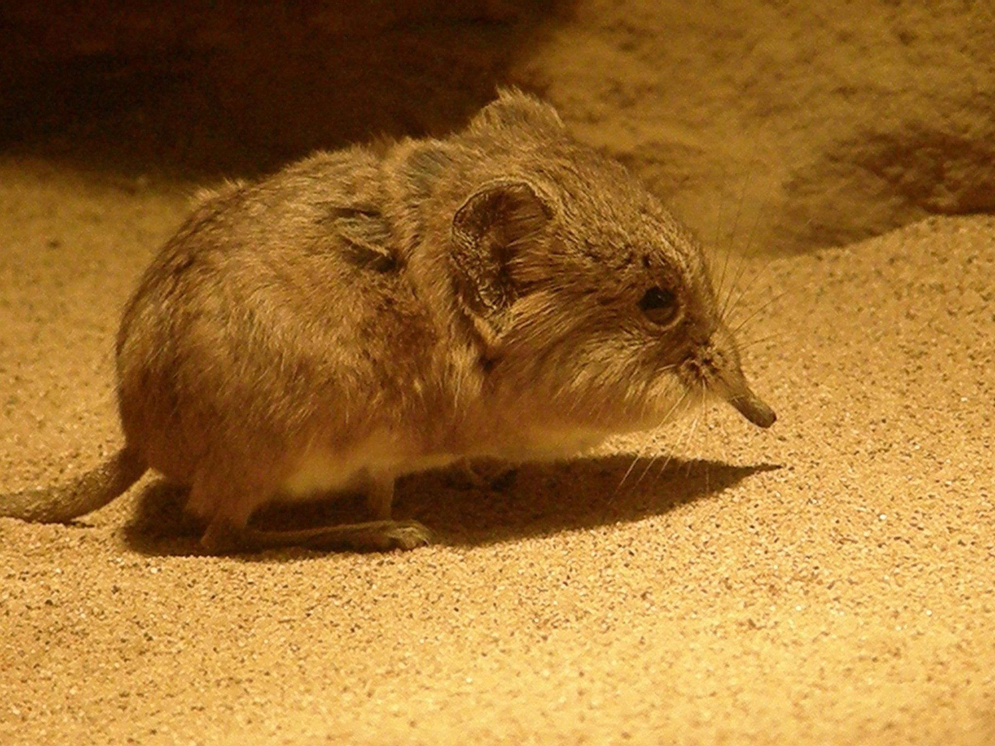 2050x1540 Short Eared Elephant Shrew Of Life, Desktop