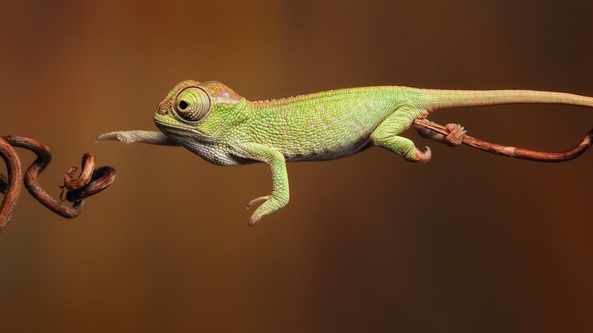 1920x1080 Chameleon Wallpaper HD Background, Image, Pics, Photo Free, Desktop