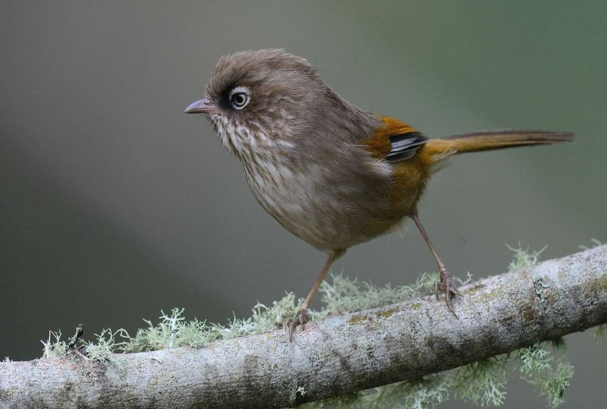 1200x810 Taiwan & Winter Birds, Desktop