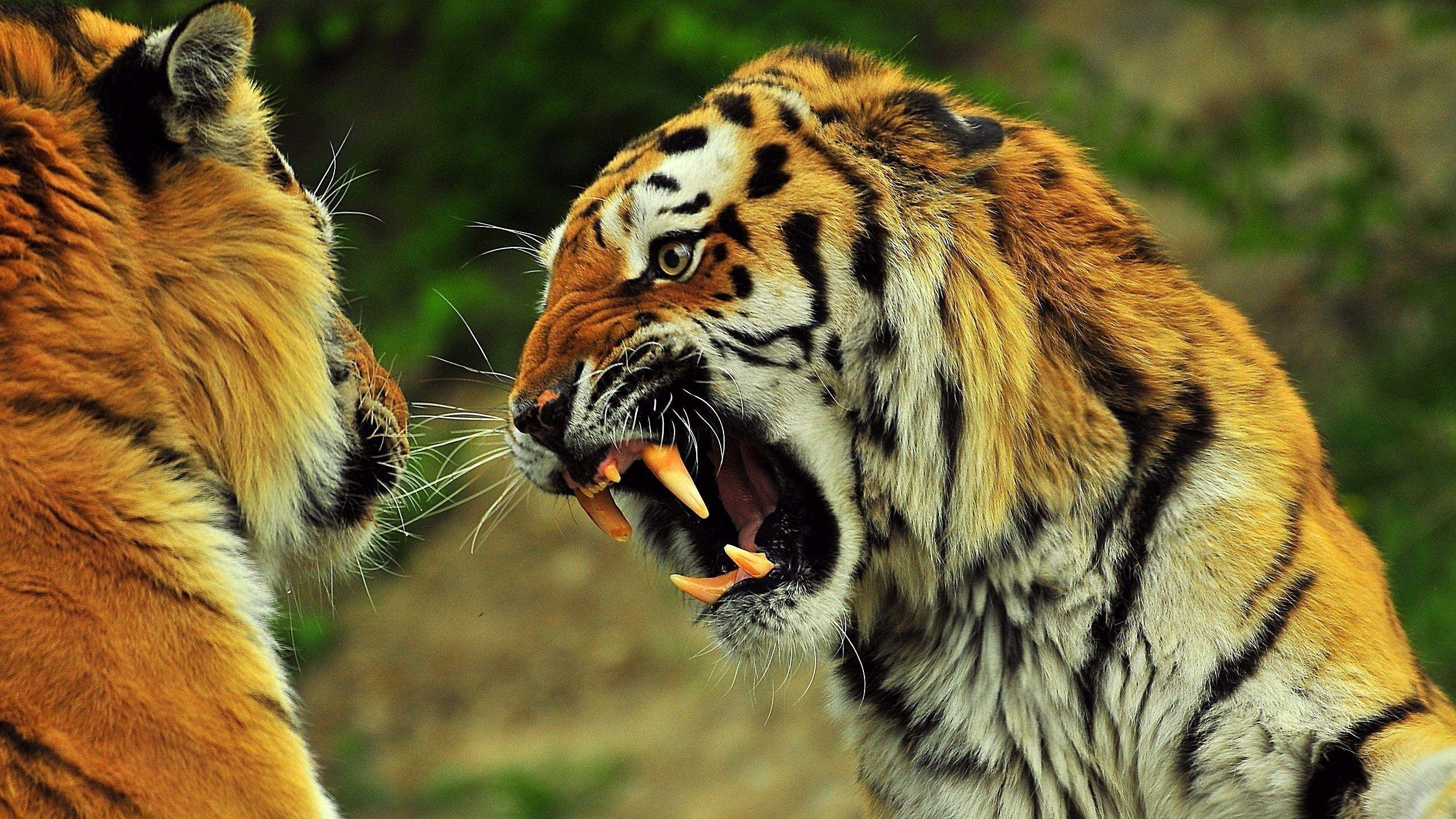 2560x1440 Angry Tiger 879623, Desktop