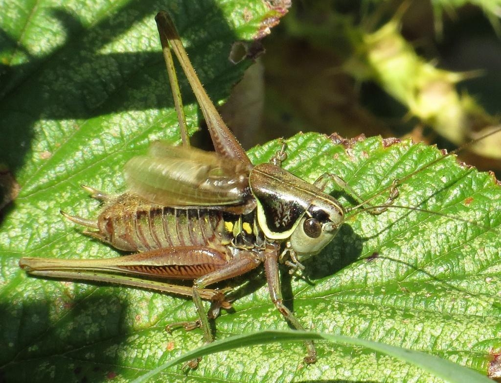 1030x790 Roesel's Bush Cricket, Desktop