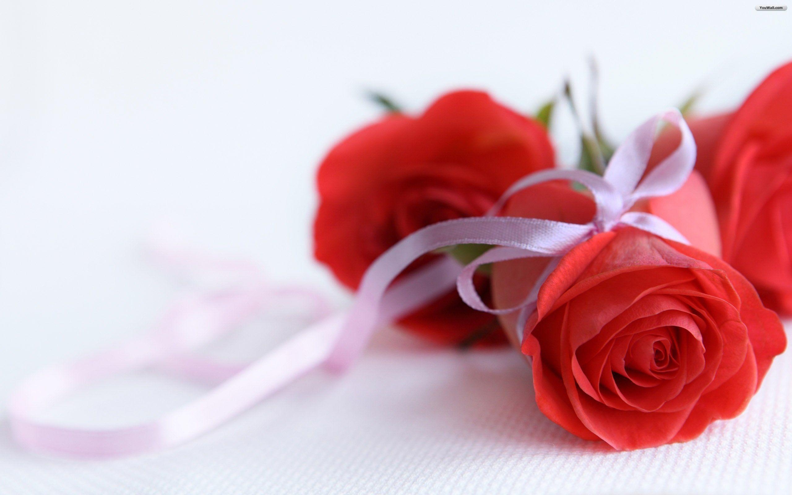 2560x1600 Rose Flower Wallpaper 3D, Desktop