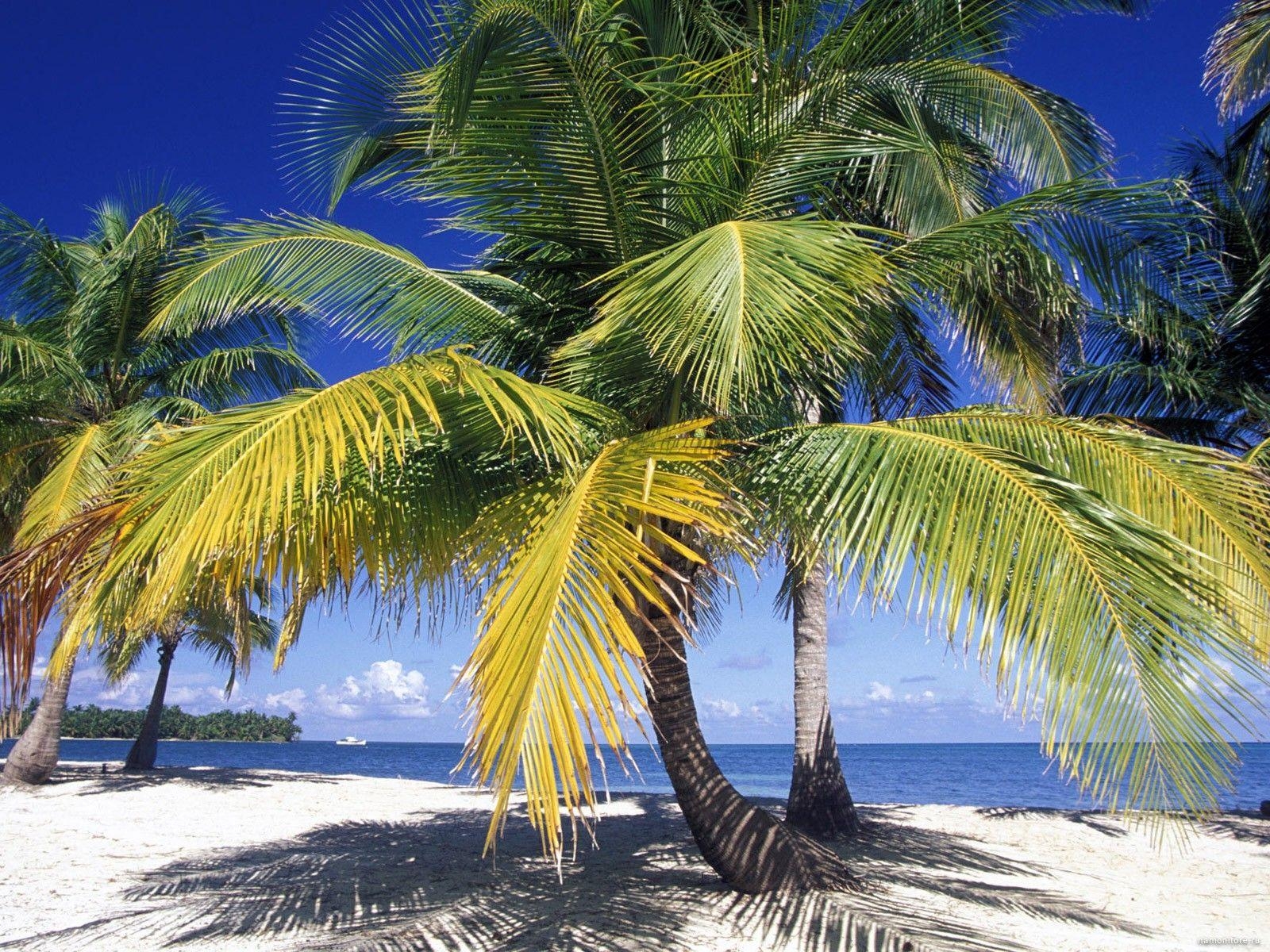 1600x1200 Palm trees in Belize, coast, nature, palm trees, tropics, Desktop