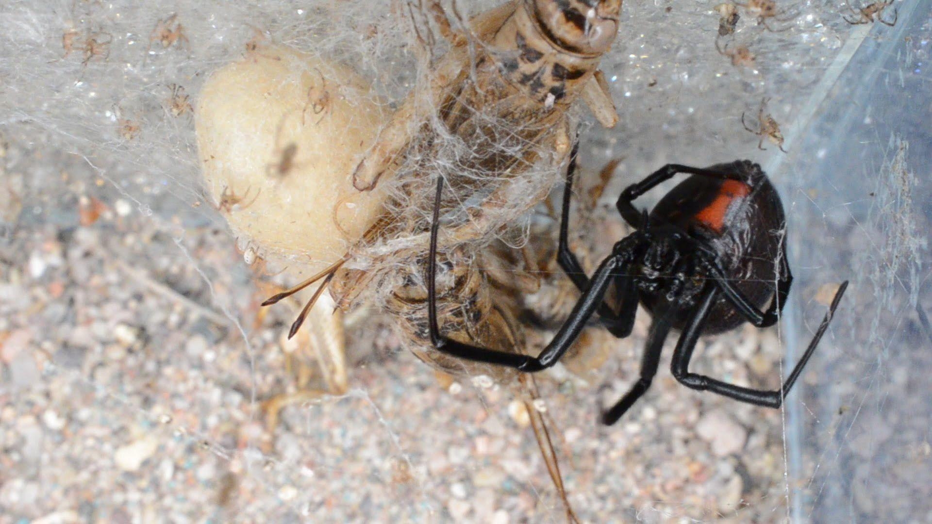 1920x1080 Black Widows Hatching (emerging from egg sac), Desktop