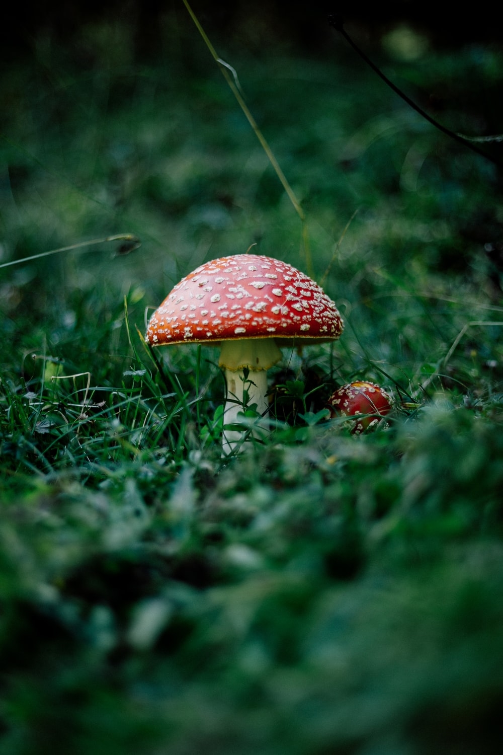 1000x1500 Red Mushroom Picture. Download Free Image, Phone