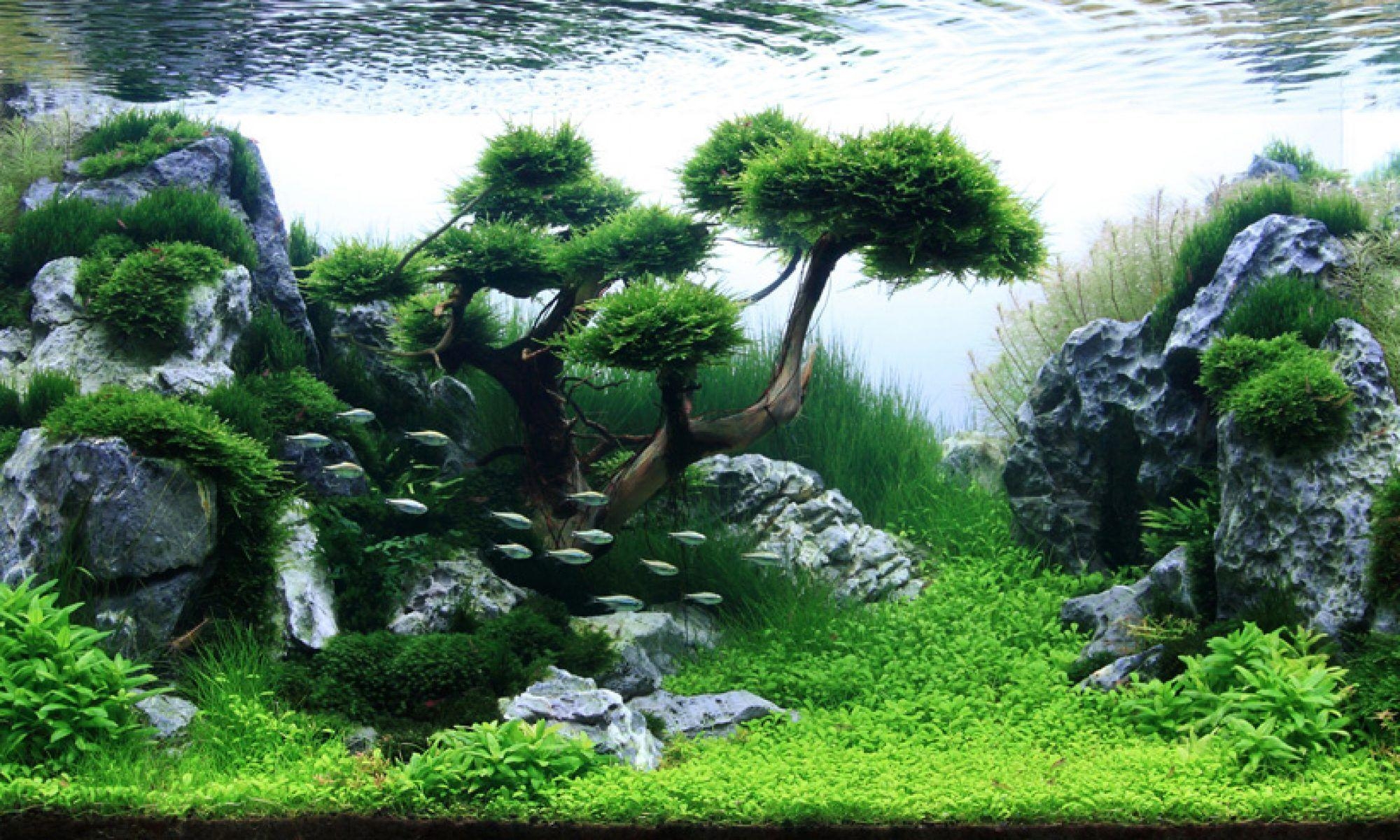 2000x1200 HD wallpaper aquascape co uk 9175.ml, Desktop