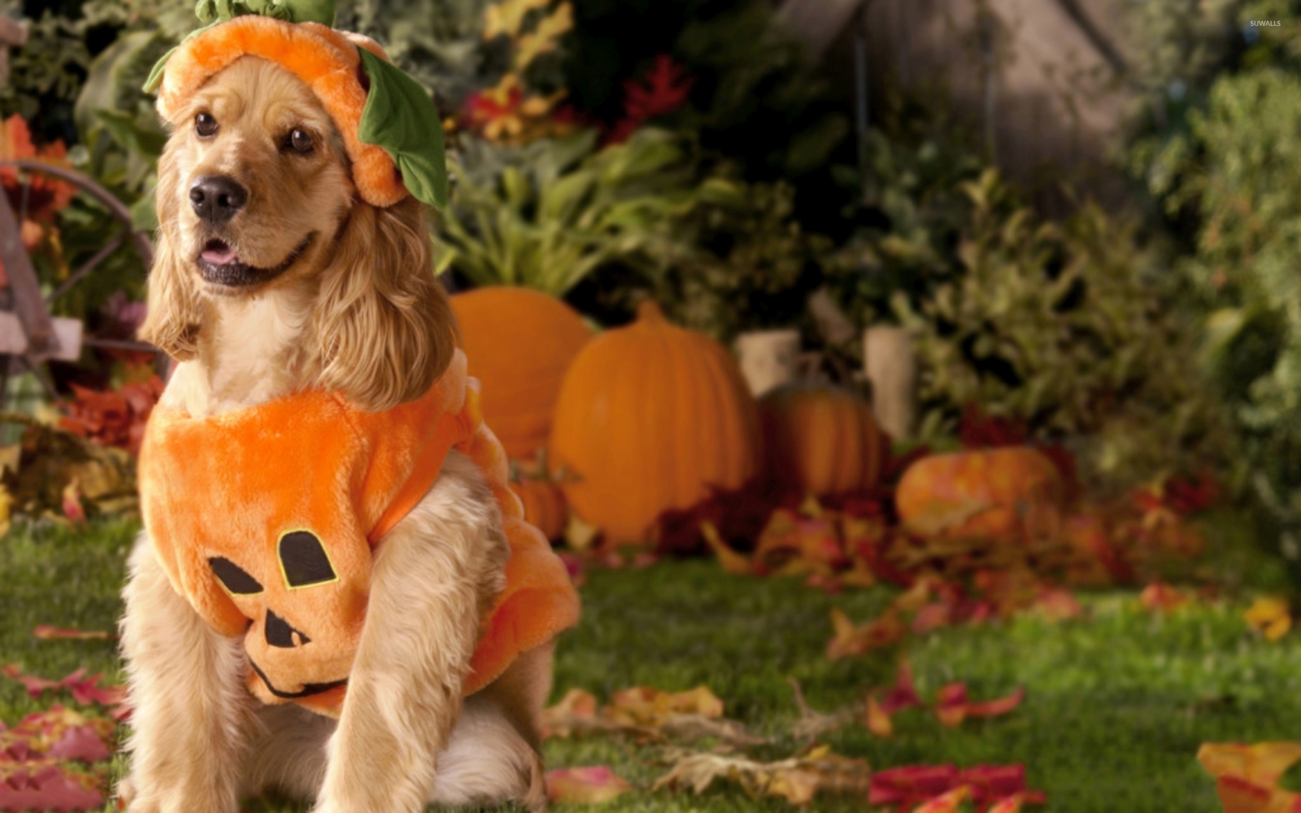 2560x1600 Dog dressed as a pumpkin wallpaper wallpaper, Desktop