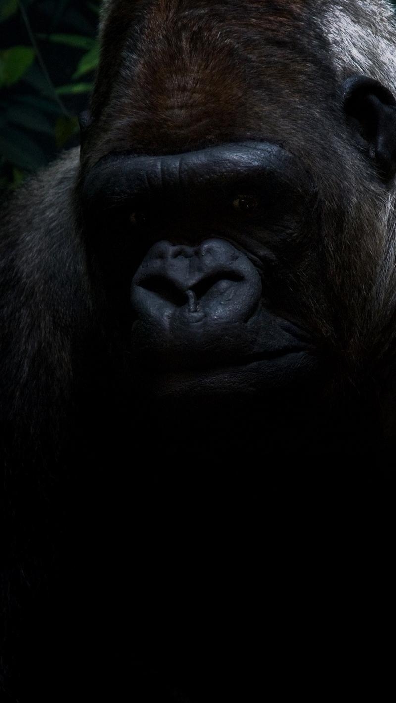 800x1420 Download Wallpaper  Gorilla, Shadow, Sit Iphone Se 5s 5c 5, Phone