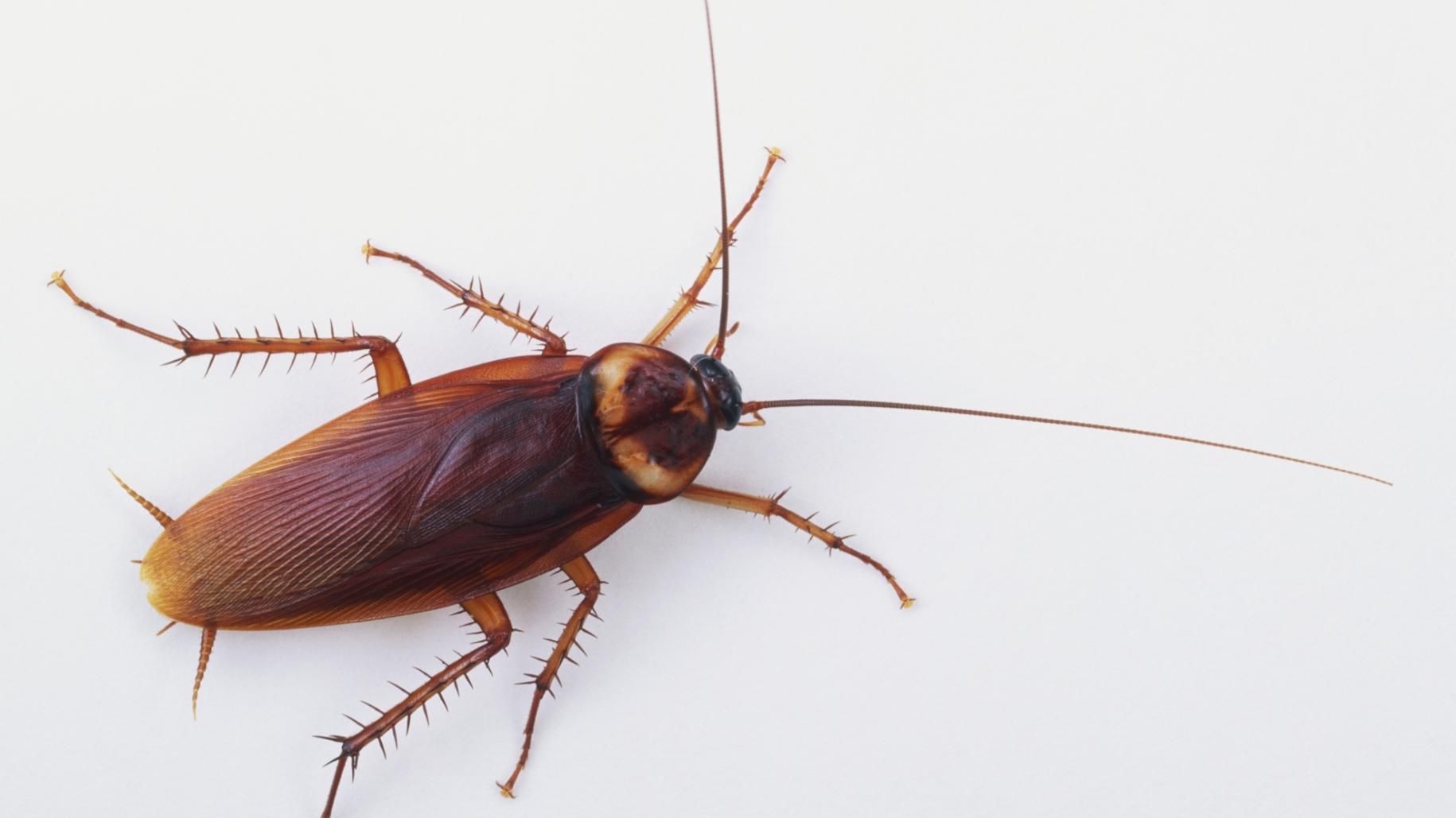 1830x1030 Why Cockroaches Survive, Desktop