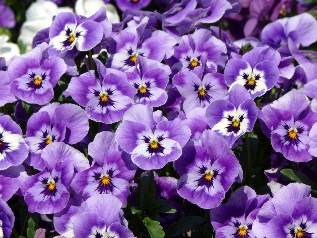1030x770 Flowers For > Pansy Flower Wallpaper, Desktop