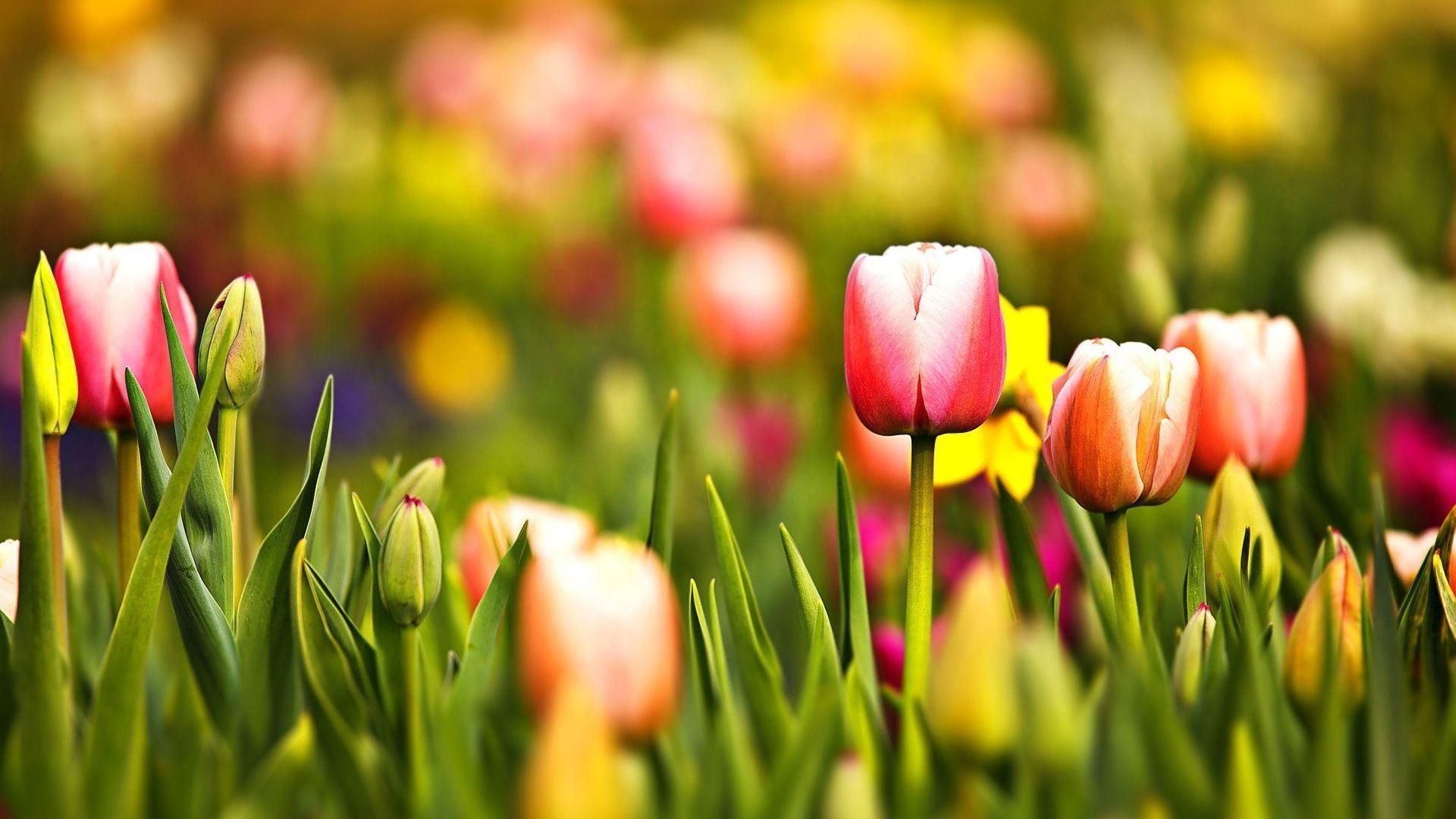 1920x1080 Flowers For > Spring Tulips Wallpaper, Desktop