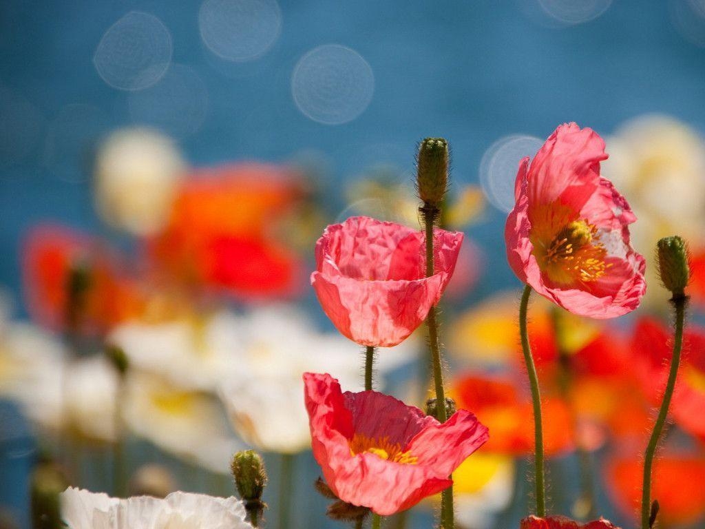 1030x770 Poppy Flowers Wallpaper HD wallpaper. HDesktops, Desktop