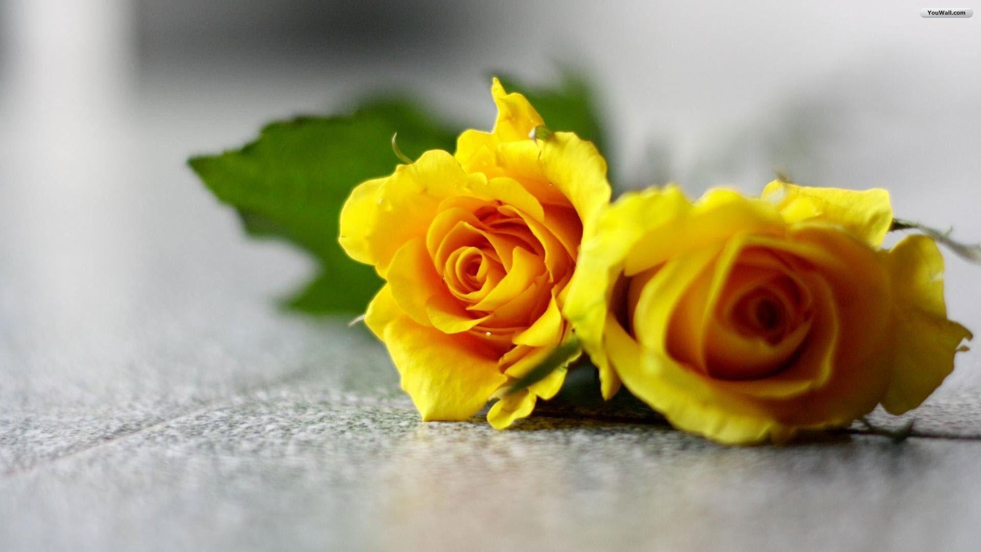 1920x1080 Yellow Rose Wallpaper 16, Desktop