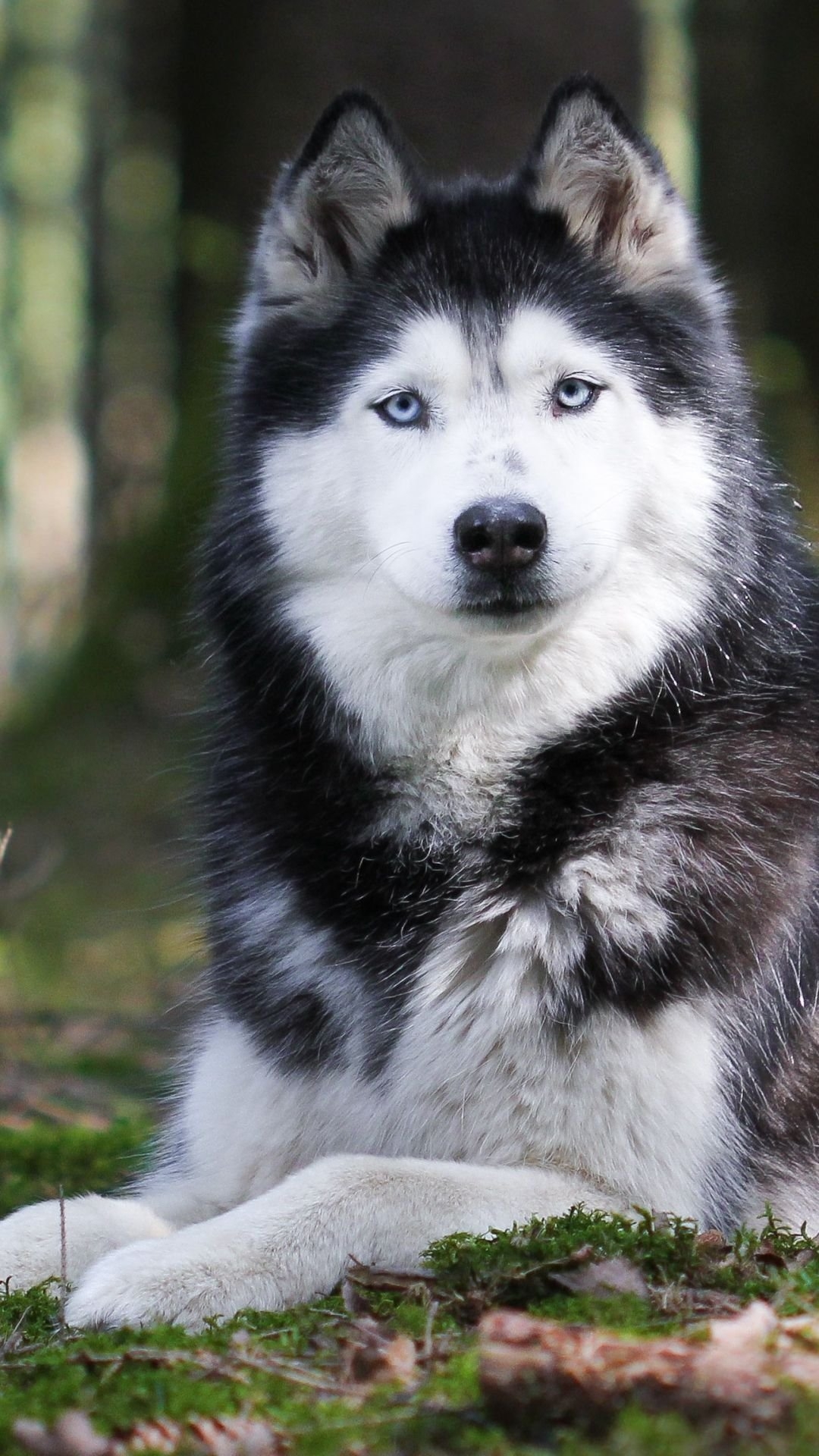 1080x1920 Siberian Husky Wallpaper Download, Phone