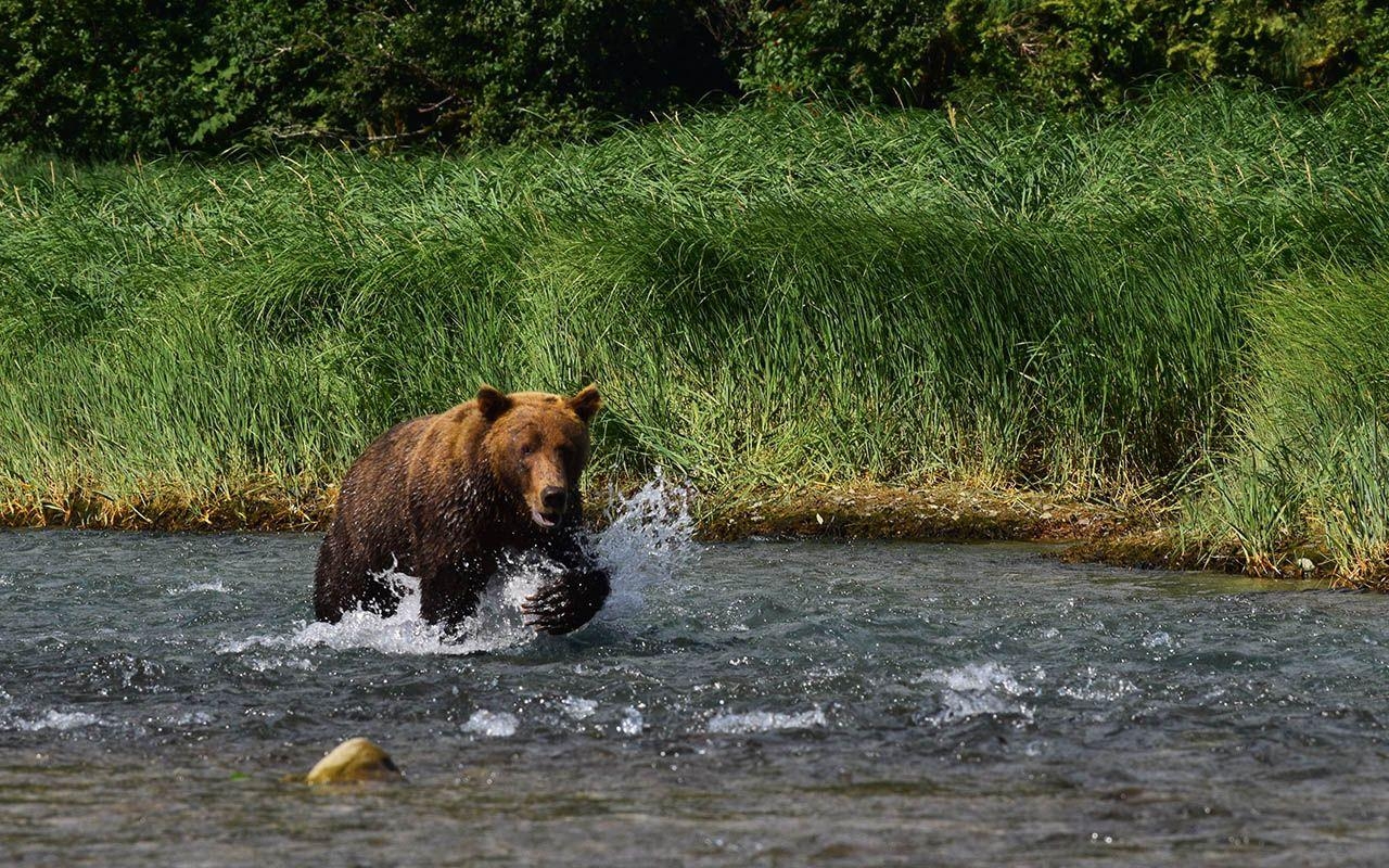 1280x800 Salmon of The Coast National Park & Preserve U.S, Desktop